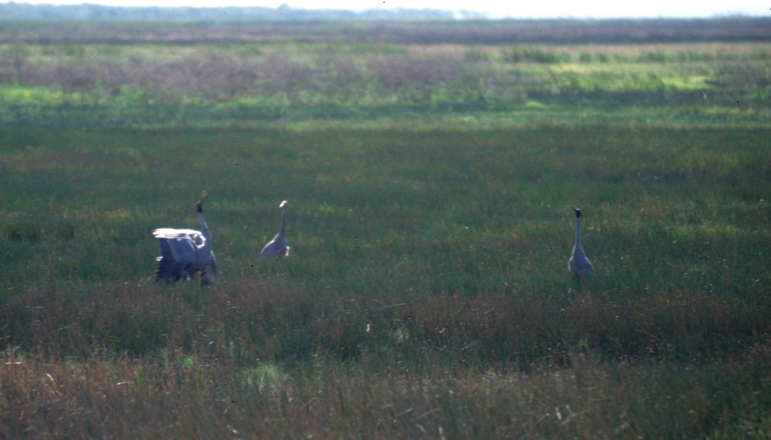 BIRD - CRANE - BROLGA - GRUS RUBICUNDUS - KAKADU NP B.jpg