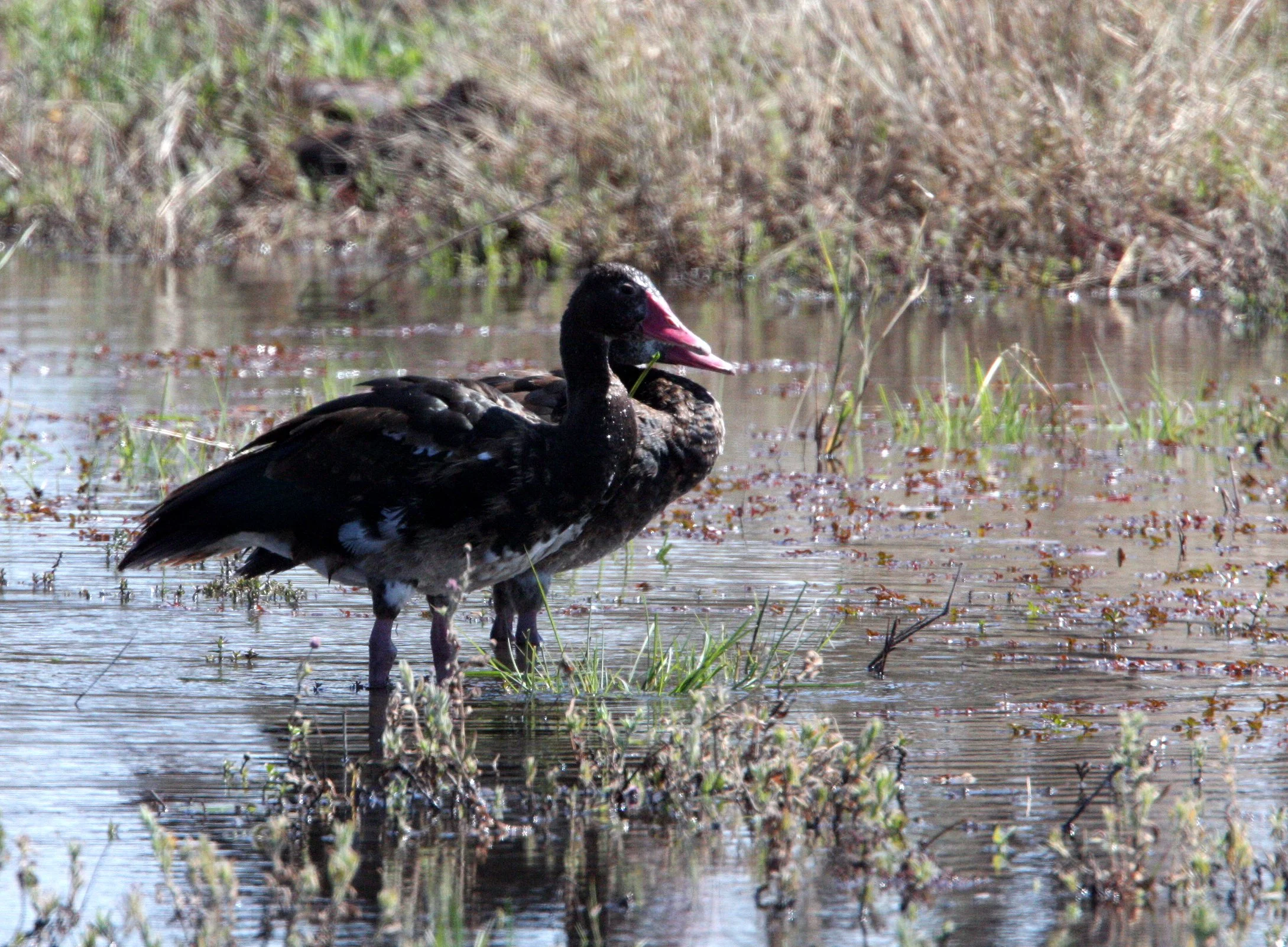 GOOSE - SPUR-WINGED GOOSE - Plectropterus gambensis - KHWAI CAMP OKAVANGO BOTSWANA (1).JPG