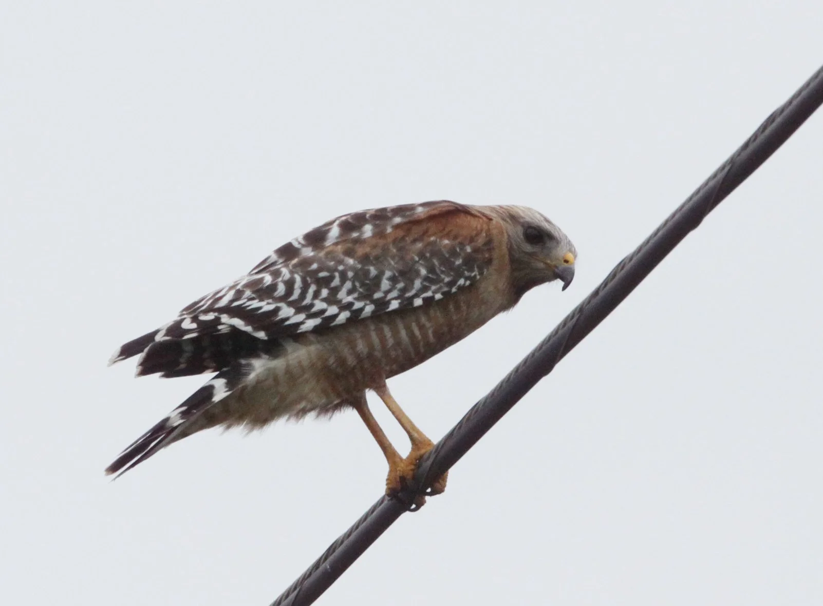 Buteo lineatus - RED-SHOULDERED HAWK - ARCATA BOTTOMLANDS CALIFORNIA (4).JPG