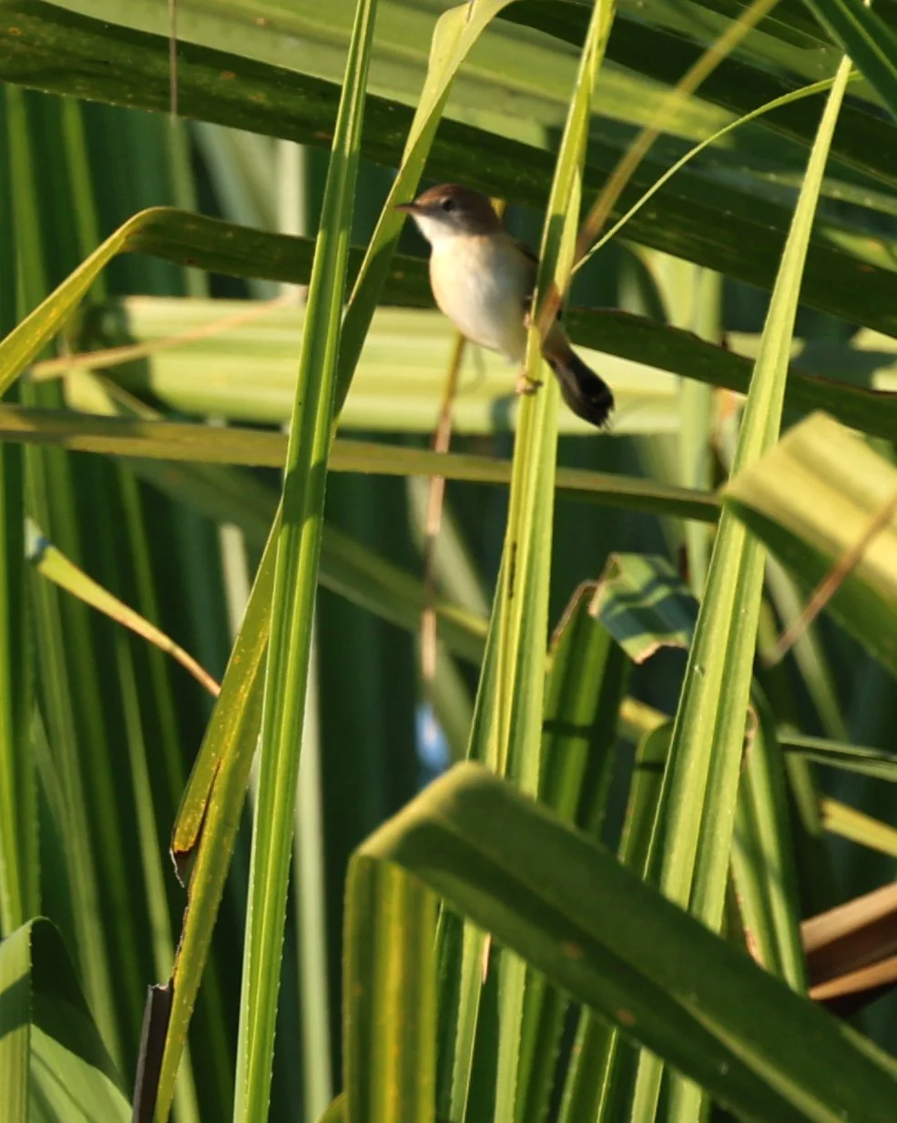 Australian Reed Warbler (Acrocephalus australis) Kakadu NP, Yellow Water Billabong - Northern Territory (4).jpg