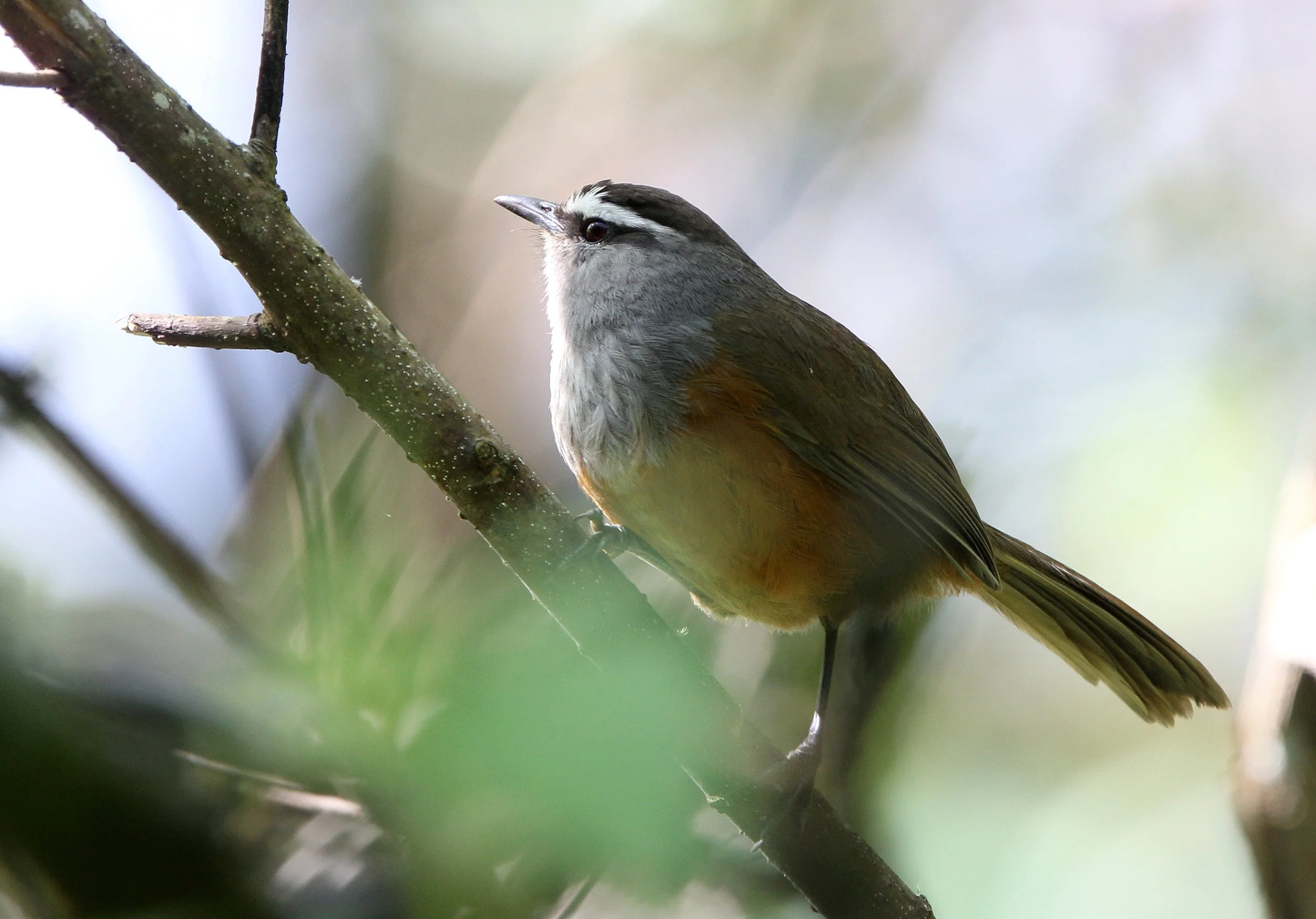 BIRD - LAUGHINGTHRUSH - KERALA LAUGHINGTHRUSH - PAMPADUM SHOLA NATIONAL PARK KERALA INDIA (27).JPG