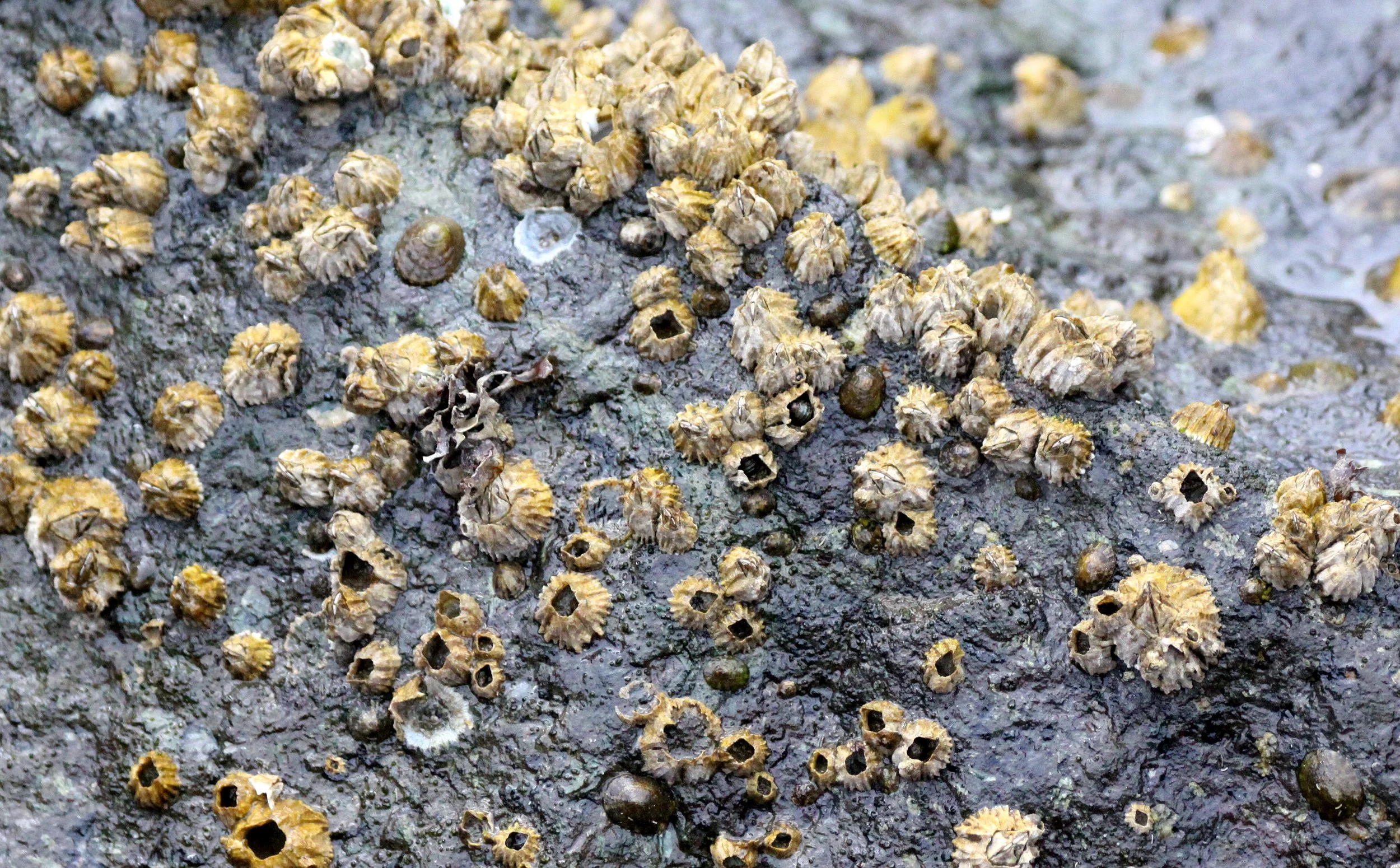 ARTHROPODA - ACORN BARNACLES - KNIGHTS INLET BRITISH COLUMBIA.JPG