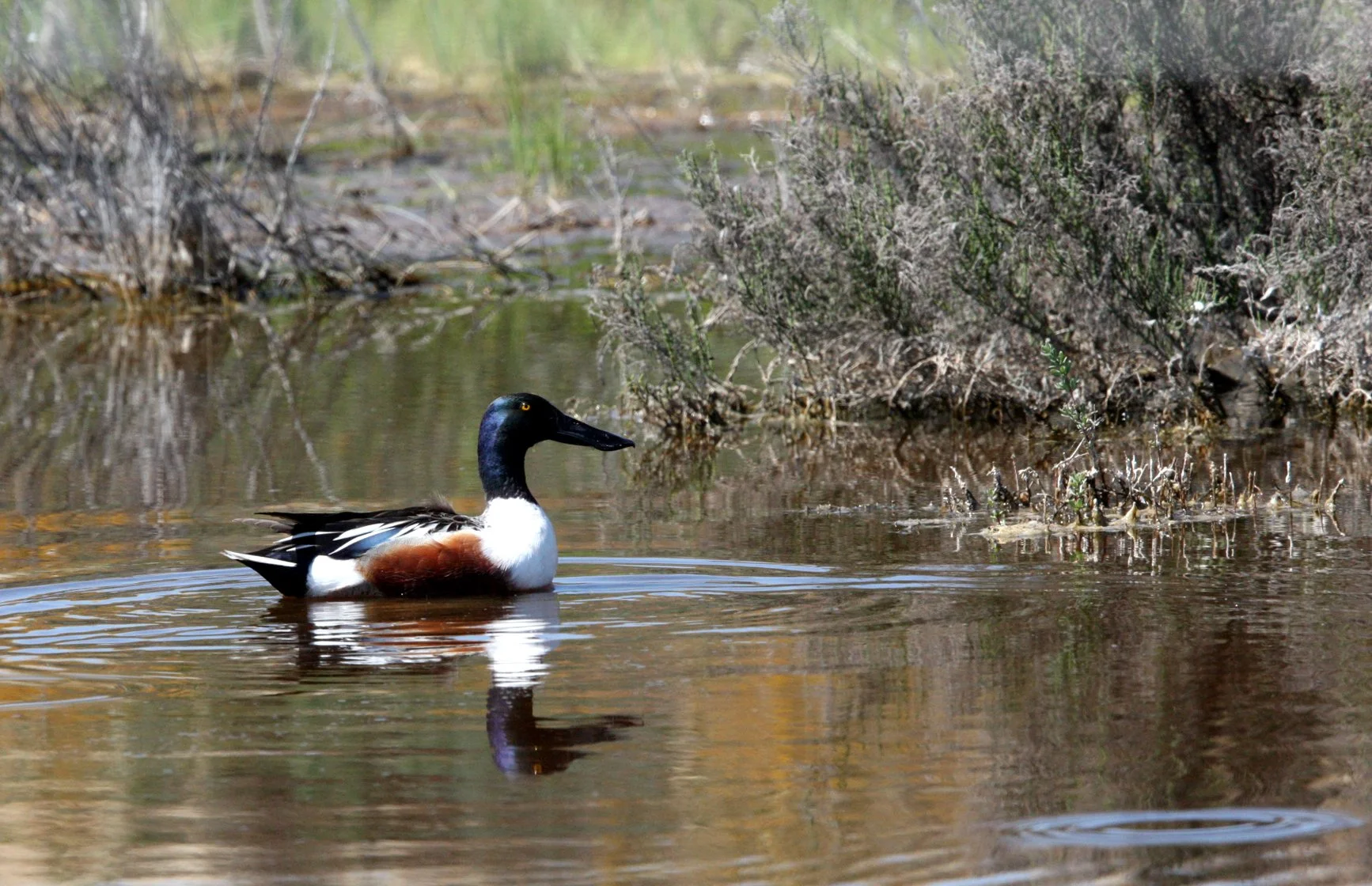 SHOVELER - NORTHERN SHOVELER - Spatula clypeata - KERN NATIONAL WILDLIFE REFUGE CALIFORNIA (6).JPG