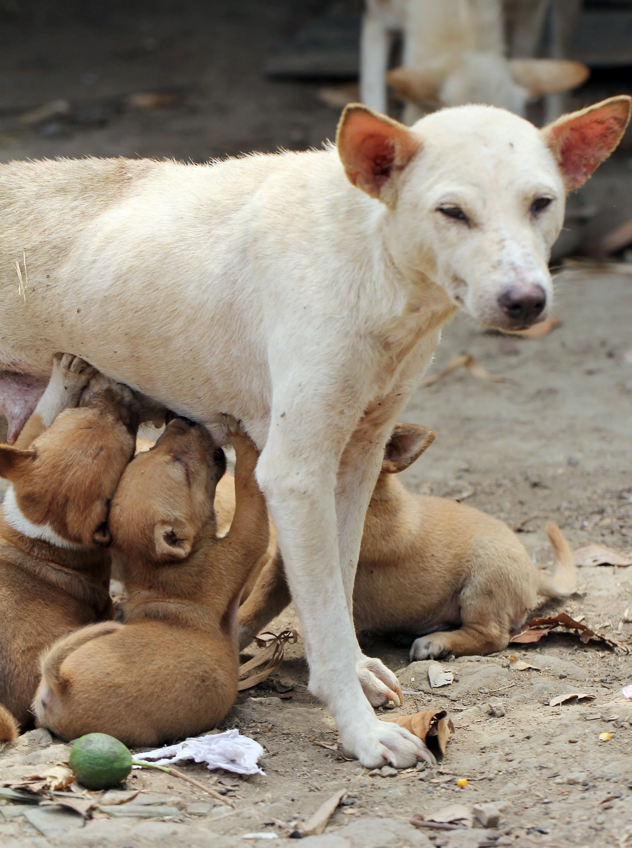 2015 Huai Mai Dee Huai Kha Khaeng Wildlife Refute (15).JPG