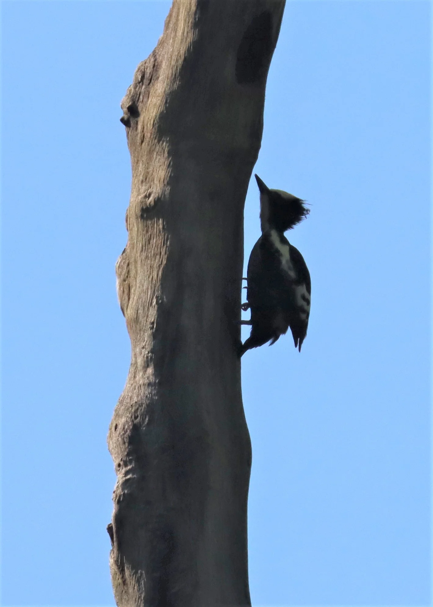WOODPECKER - HEART-SPOTTED WOODPECKER - Hemicircus canente - KAENG KRACHAN - GIFTS SHOTS (1).jpg