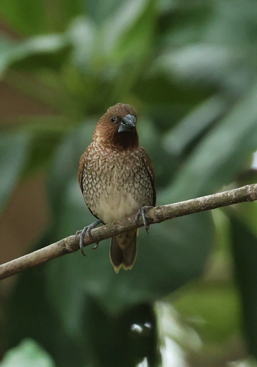 MUNIA - SCALY BREASTED MUNIA - Lonchura punctulata - BANG PU MANGROVE FOREST MAY 7 2022 (3).jpg