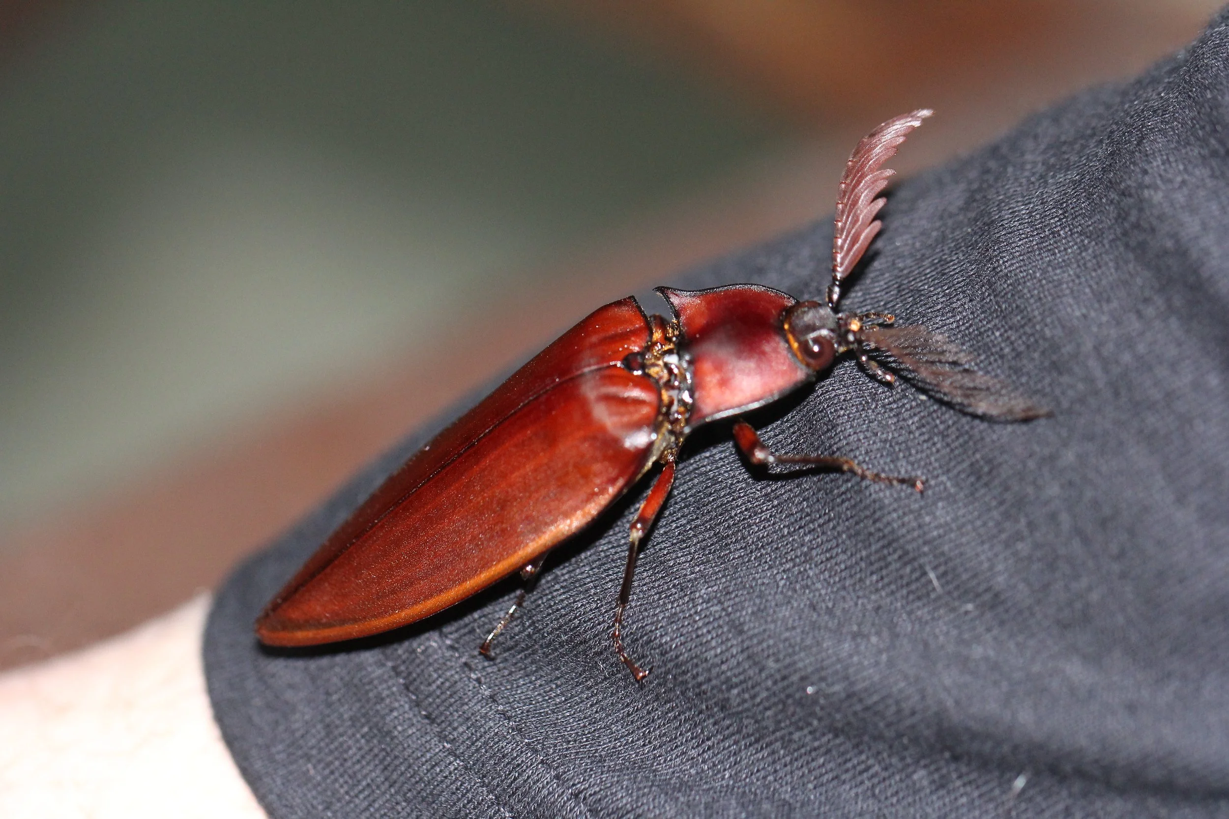 Oxynopterus auduoin - Giant Click Beetle - Koh Lanta, Thailand (29).JPG