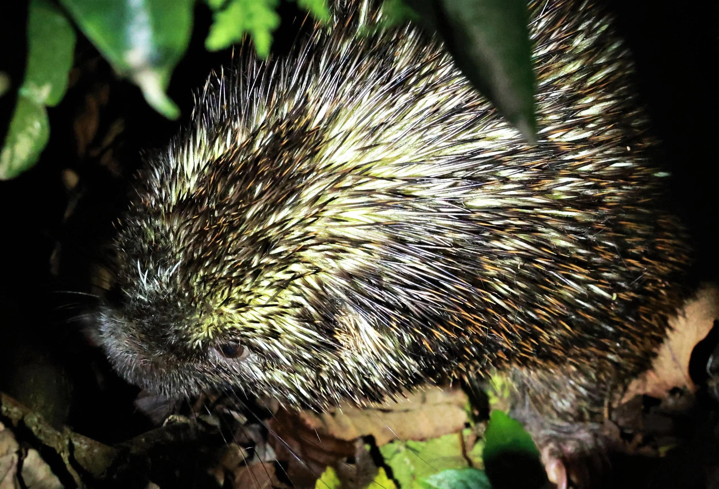 Genus Coendou. South American Porcupines — Coke Smith Wildlife