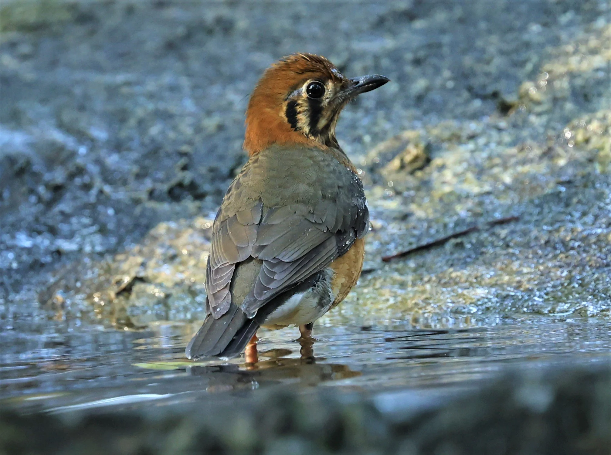 Orange-headed Thrush (Zoothera citrina) Wat Tham Prathum Chonburi Thailand (1).jpg