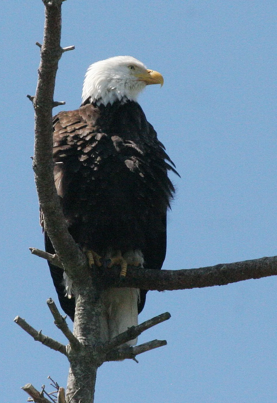 Haliaeetus leucocephalus - AMERICAN BALD EAGLE - CLINE SPIT OVERLOOK SEQUIM WA (45).JPG