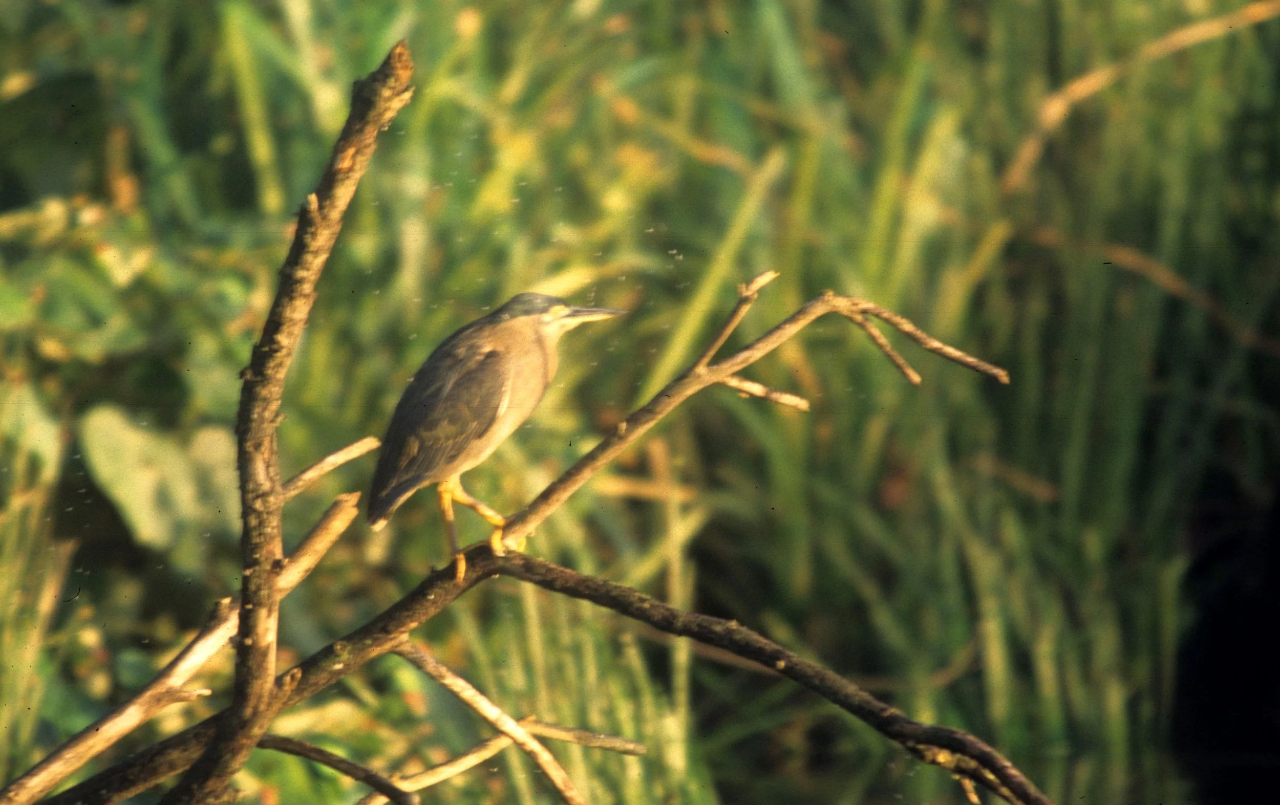 BIRD - BITTERN - BLACK BITTERN - KAKADU NP B.jpg