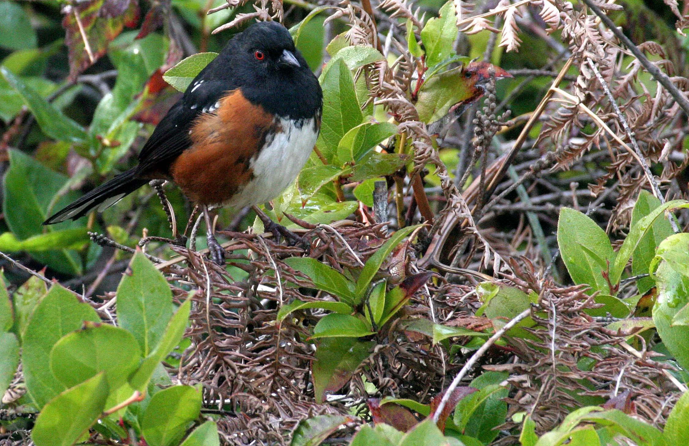 Spotted Towhee (Pipilo maculatus) Port Angeles Washington (9).jpg