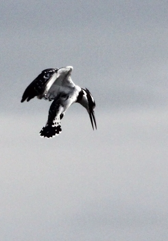 Ceryle rudis - PIED KINGFISHER - LAKE AWASSA ETHIOPIA (5).JPG