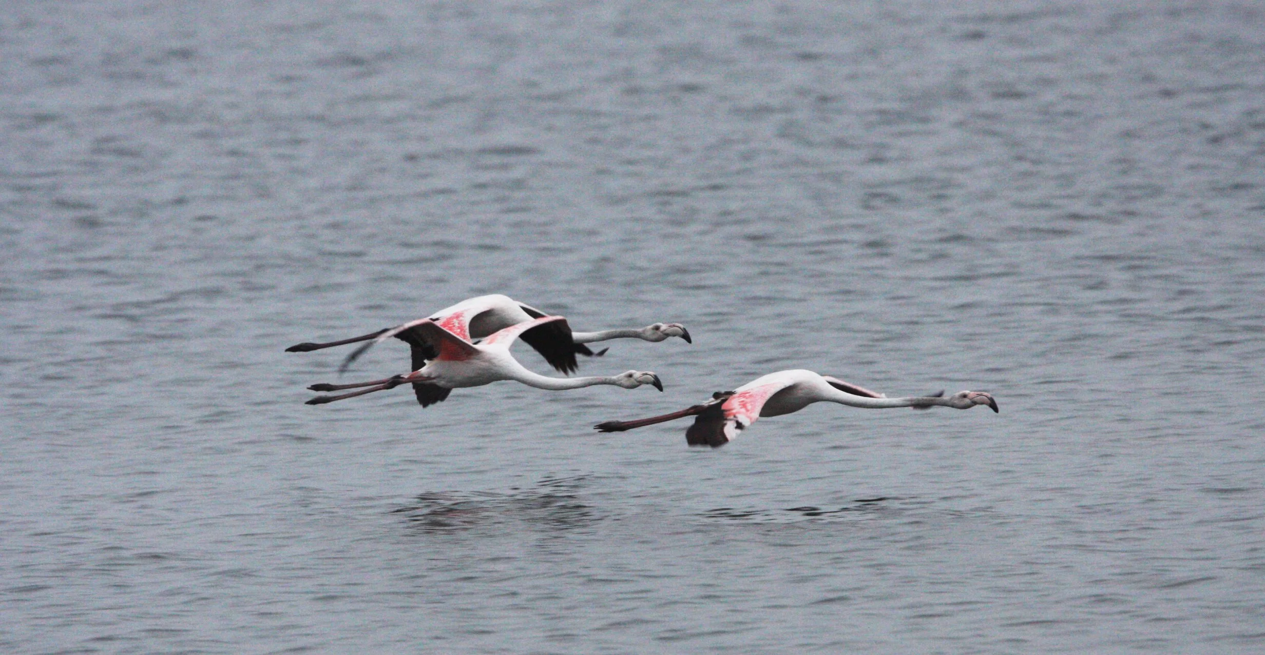 Phoenicopterus roseus - Greater Flamingo - Walvis Bay Namibia (41).JPG
