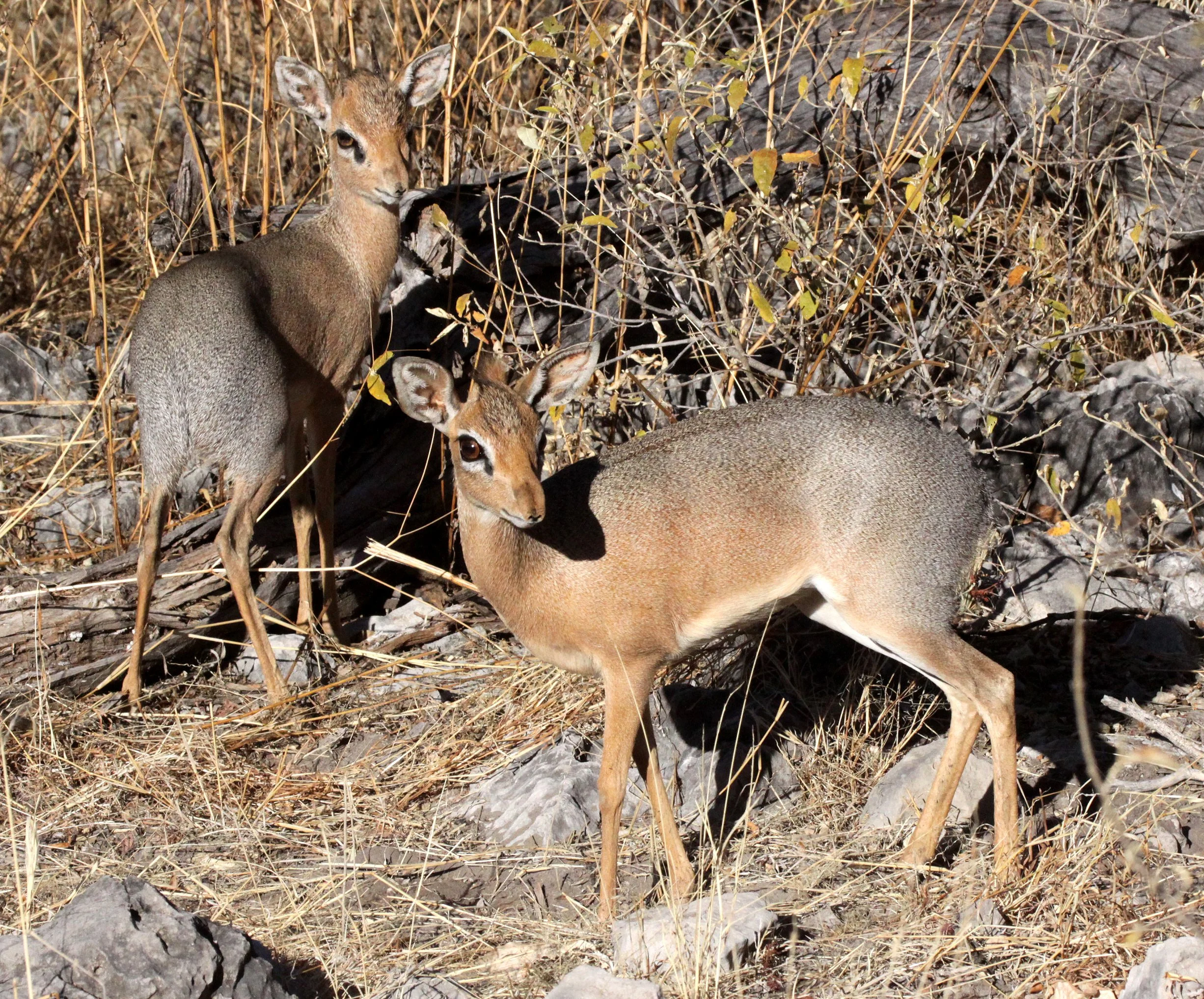 DIK-DIK - DAMARA DIK-DIK - Madoqua damarensis - ETOSHA NATIONAL PARK NAMIBIA (23).JPG