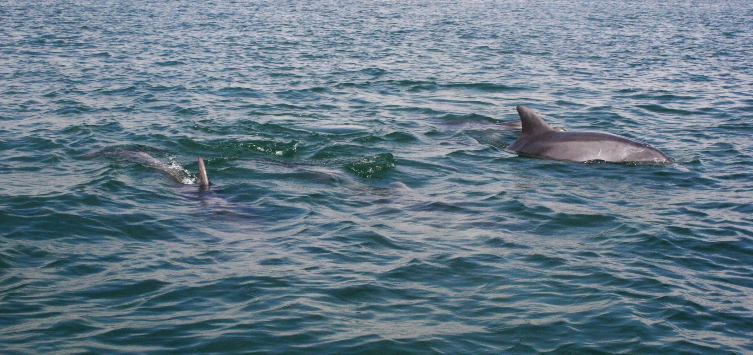 CETACEAN - DOLPHIN - BOTTLENOSE DOLPHIN - SAN IGNACIO LAGOON BAJA MEXICO (31).JPG