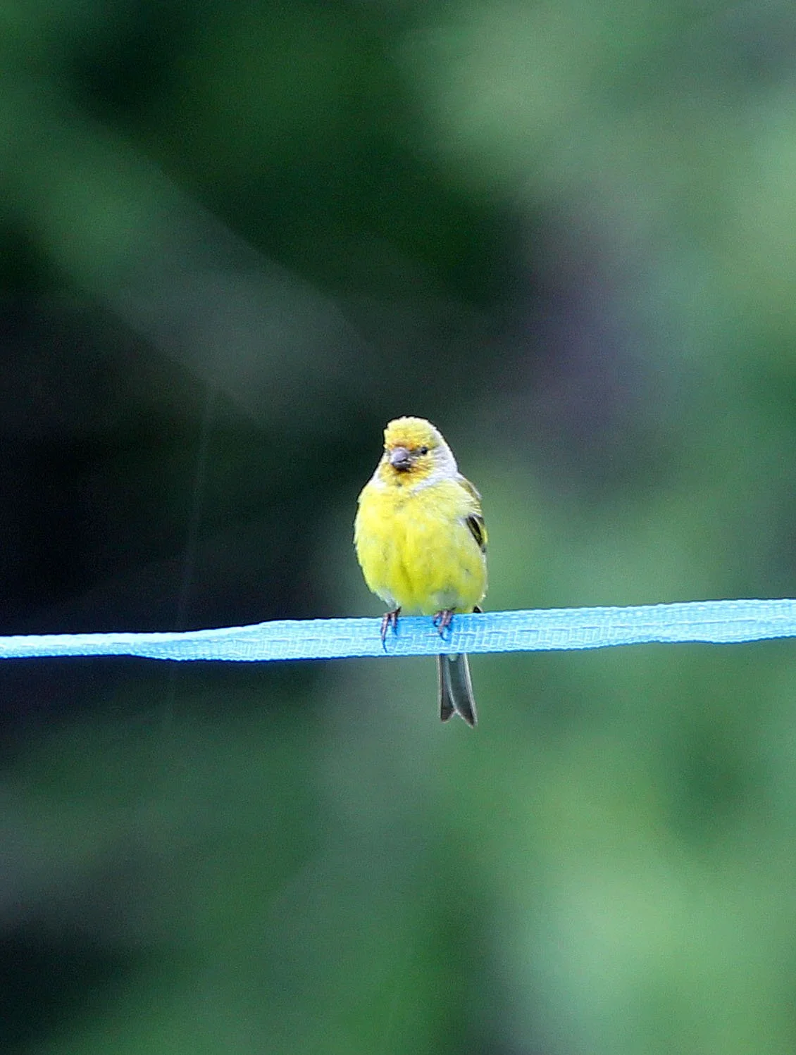 Citril Finch (Carduelis citrinella) Stelvio National Park, Italy (2).JPG