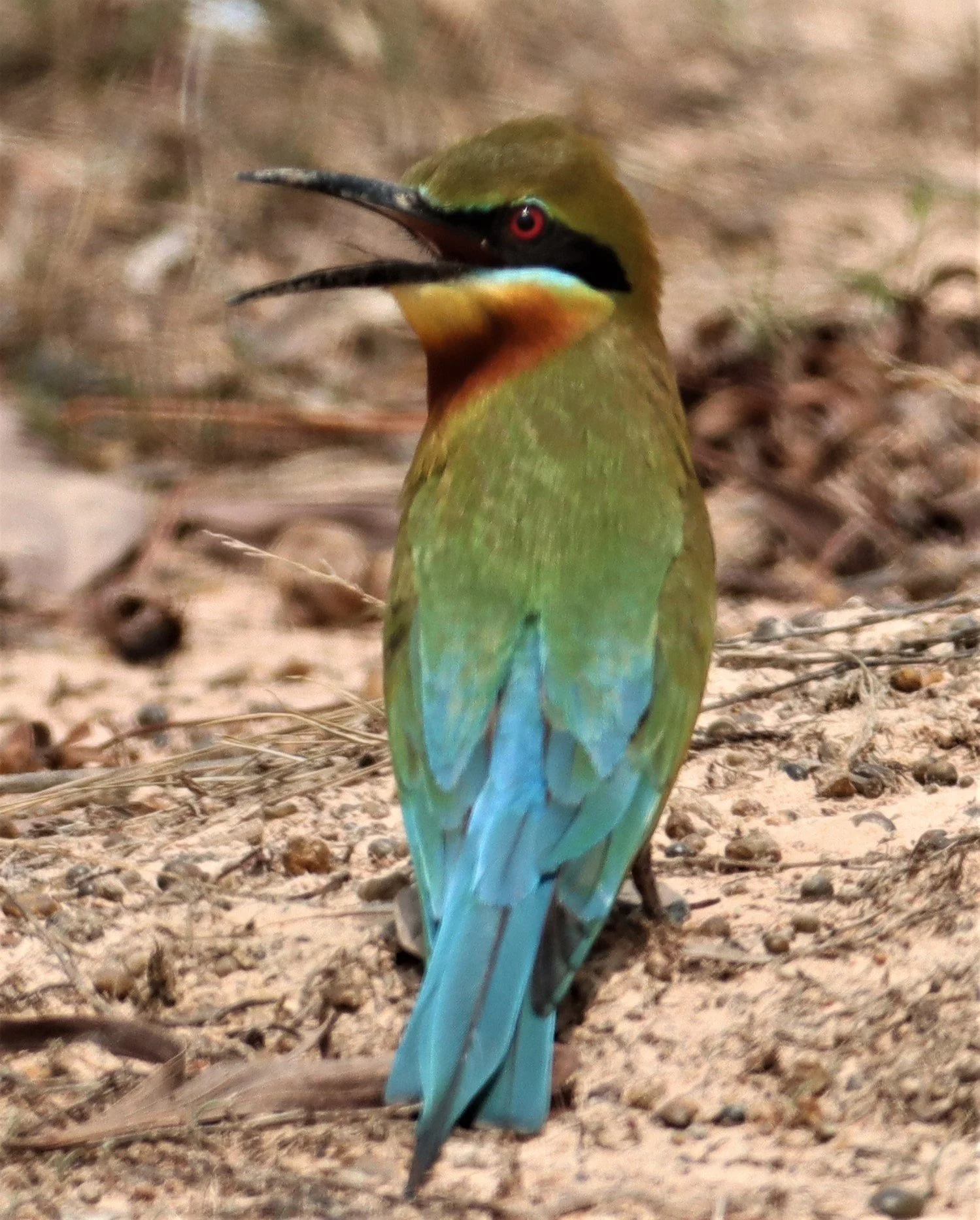 Blue-tailed Bee-eater (Merops philippinus)