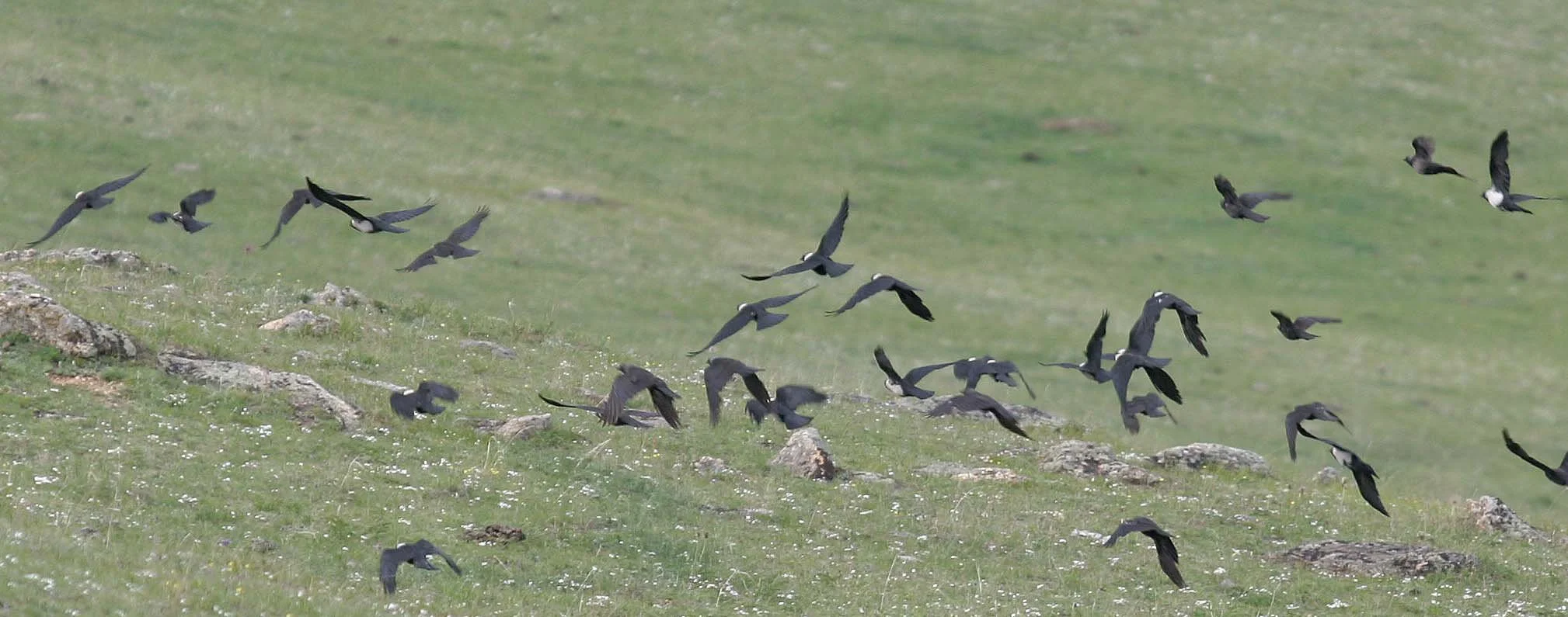 BIRD - JACKDAW - DAURIAN RACE - LAKE BAIKAL RUSSIA (6).jpg