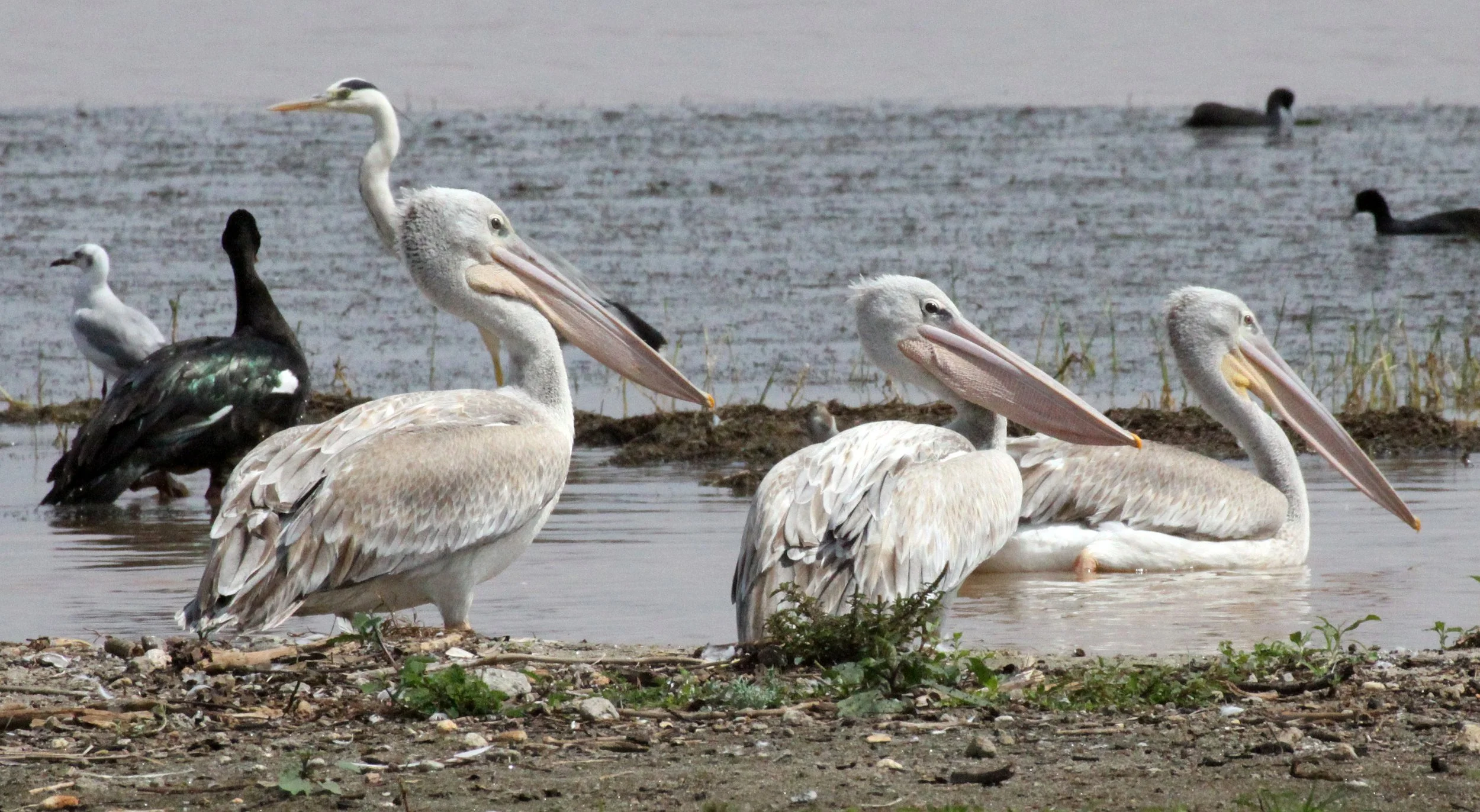 Pelecanus rufescens - PINK-BACKED PELICAN - LANGANO LAKE ETHIOPIA (11).JPG