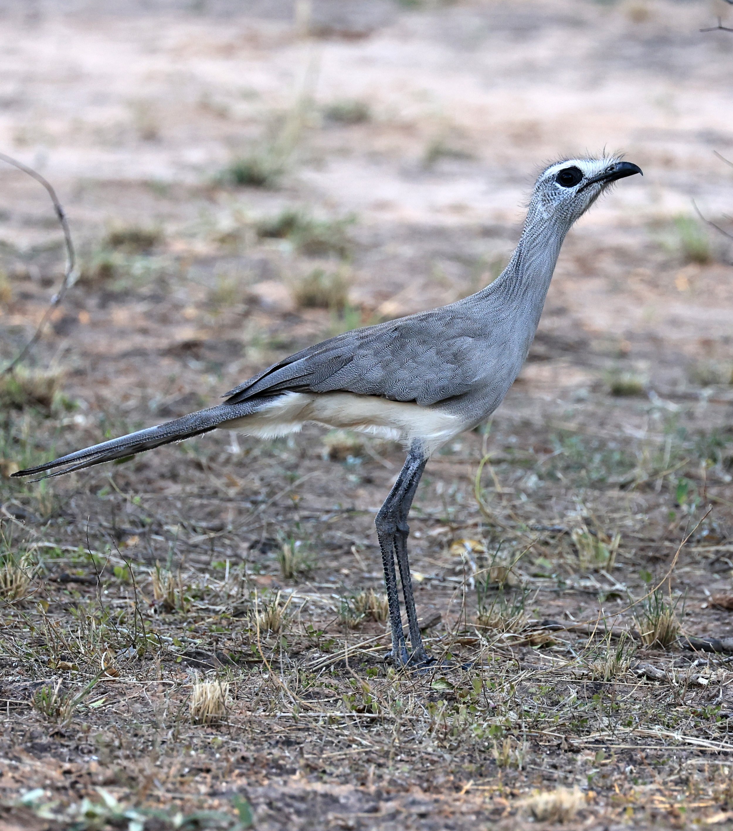 Black-legged Seriema (Chunga burmeisteri) Parque Nacional Teniente Agripino Enciso (35).jpg
