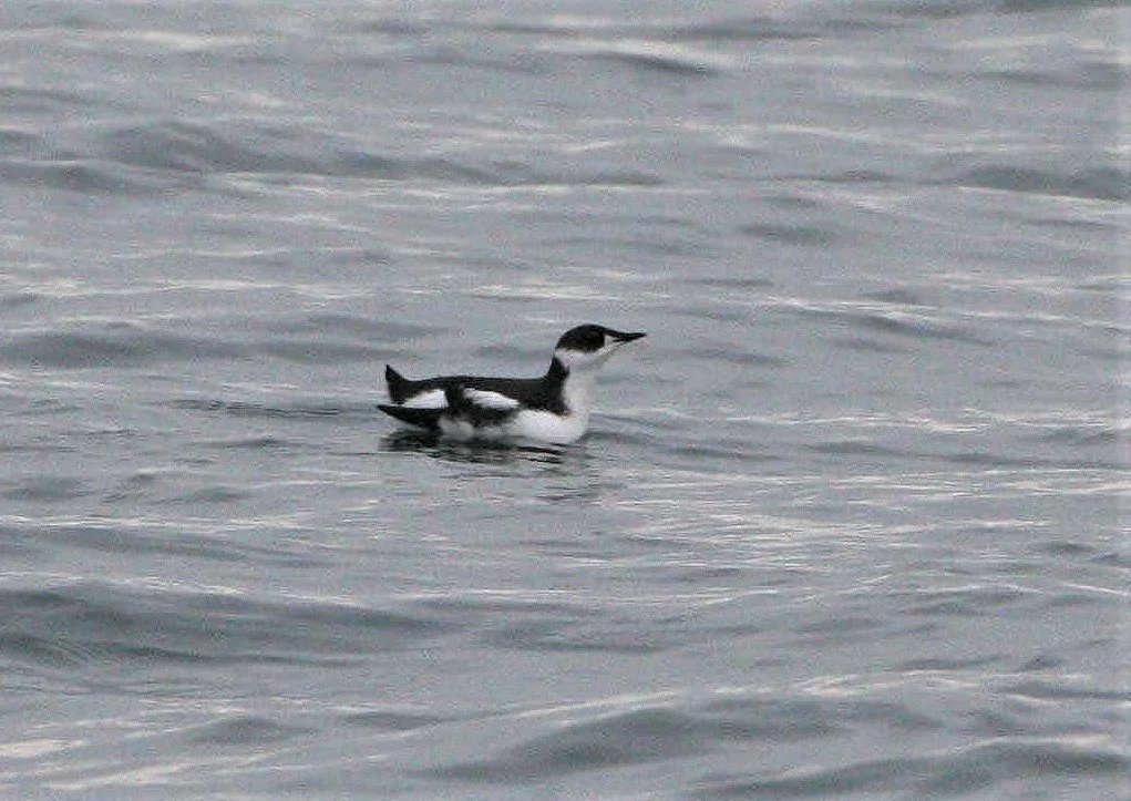 Brachyramphus marmoratus - MARBLED MURRELET - STRAIT OF JUAN DE FUCA U aa.jpg