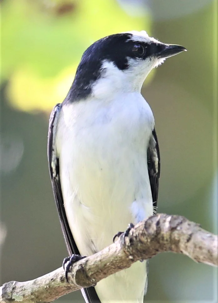 Ashy Minivet (Pericrocotus divaricatus) Kaeng Krachan NP Thailand (8).jpg