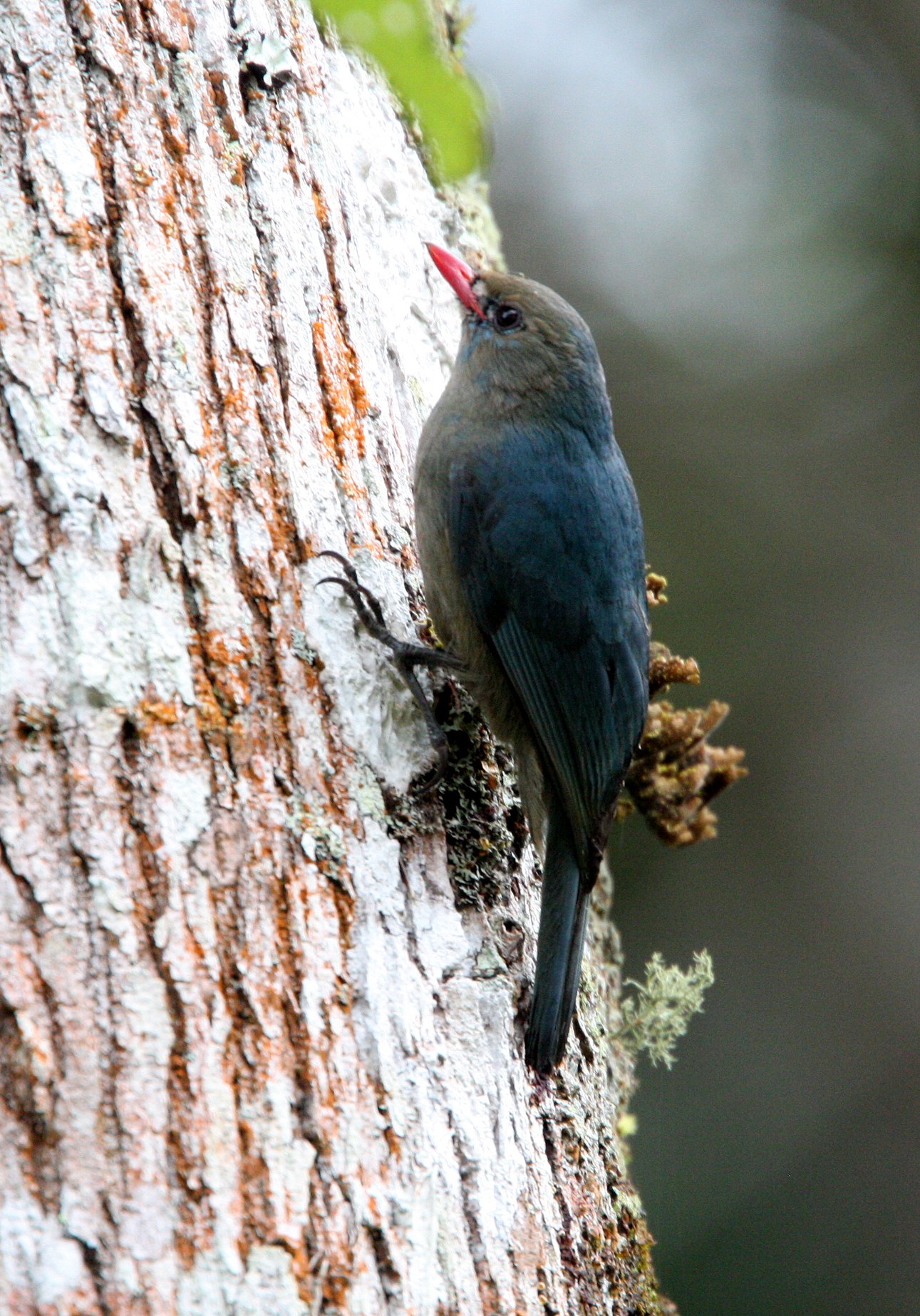 Nuthatch Vanga or Coral-billed Vanga - Mantadia National Park, Madagascar