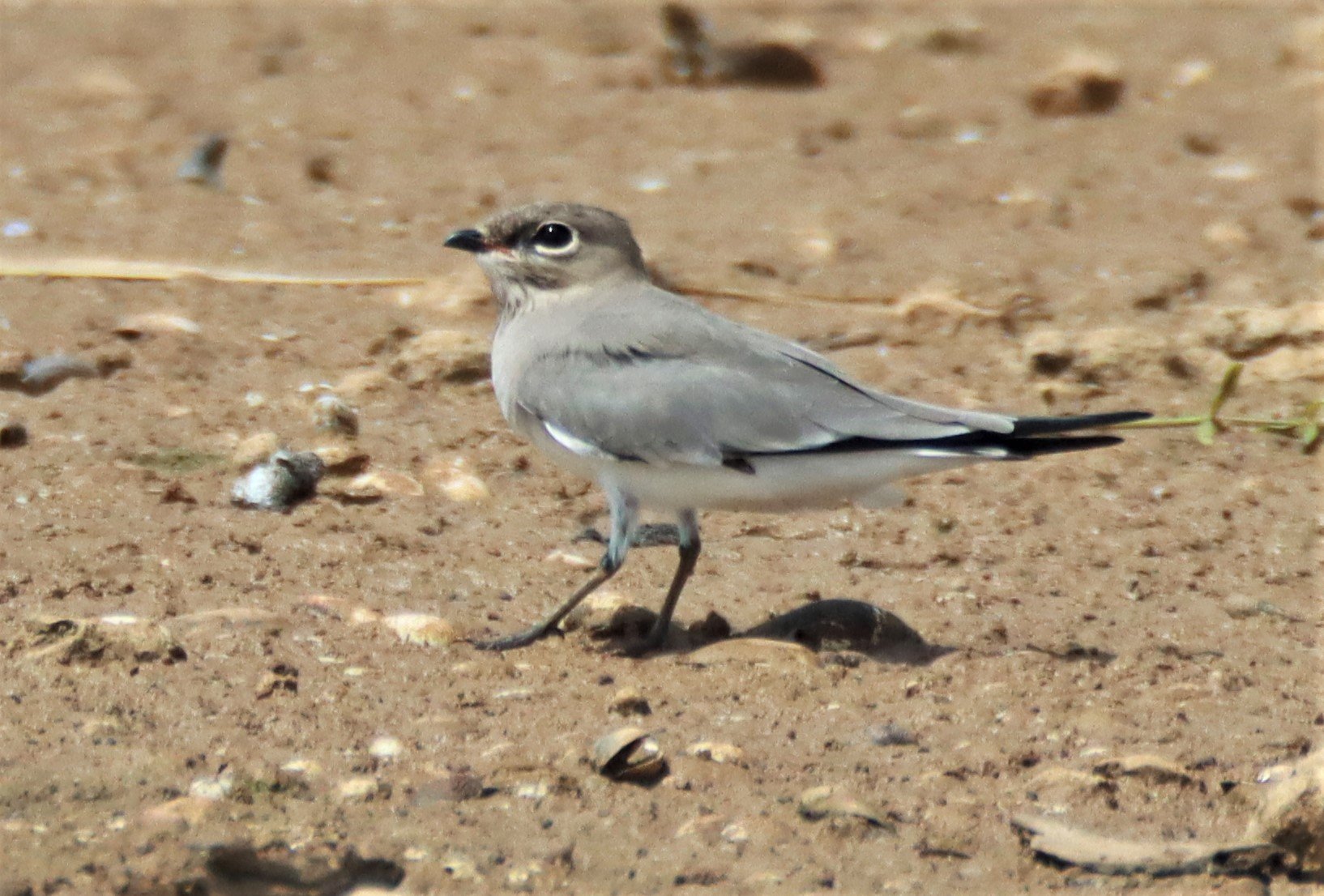 PRATINCOLE - SMALL PRATINCOLE - Glareola lactea - BUENG BORAPHET NAKHON SAWAN AUGUST 2021 (5).jpg