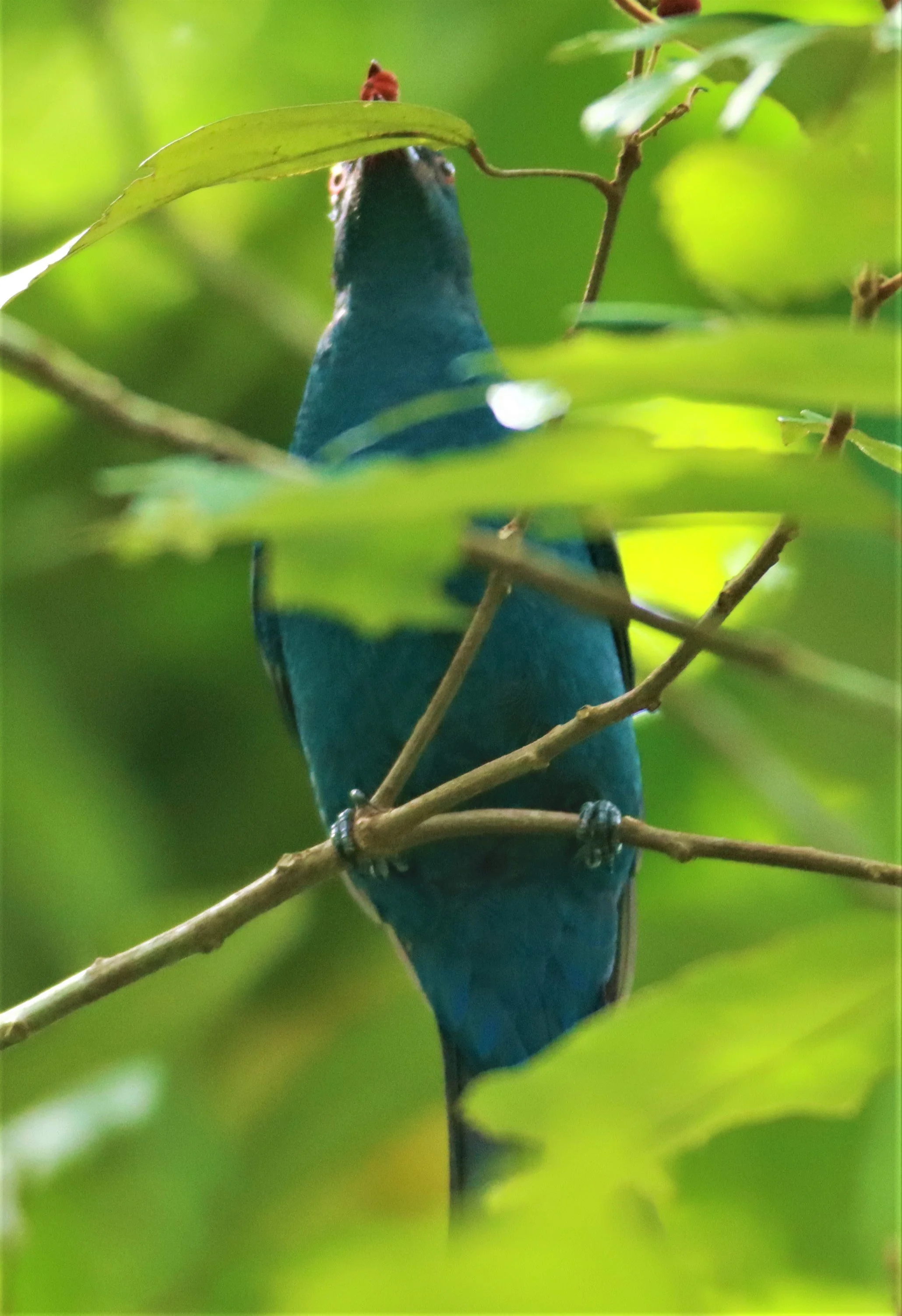 ASIAN FAIRY BLUEBIRD -  Irena puella - Sa Nang Manora Forest Park PHANG NGA PROVINCE (2).jpg