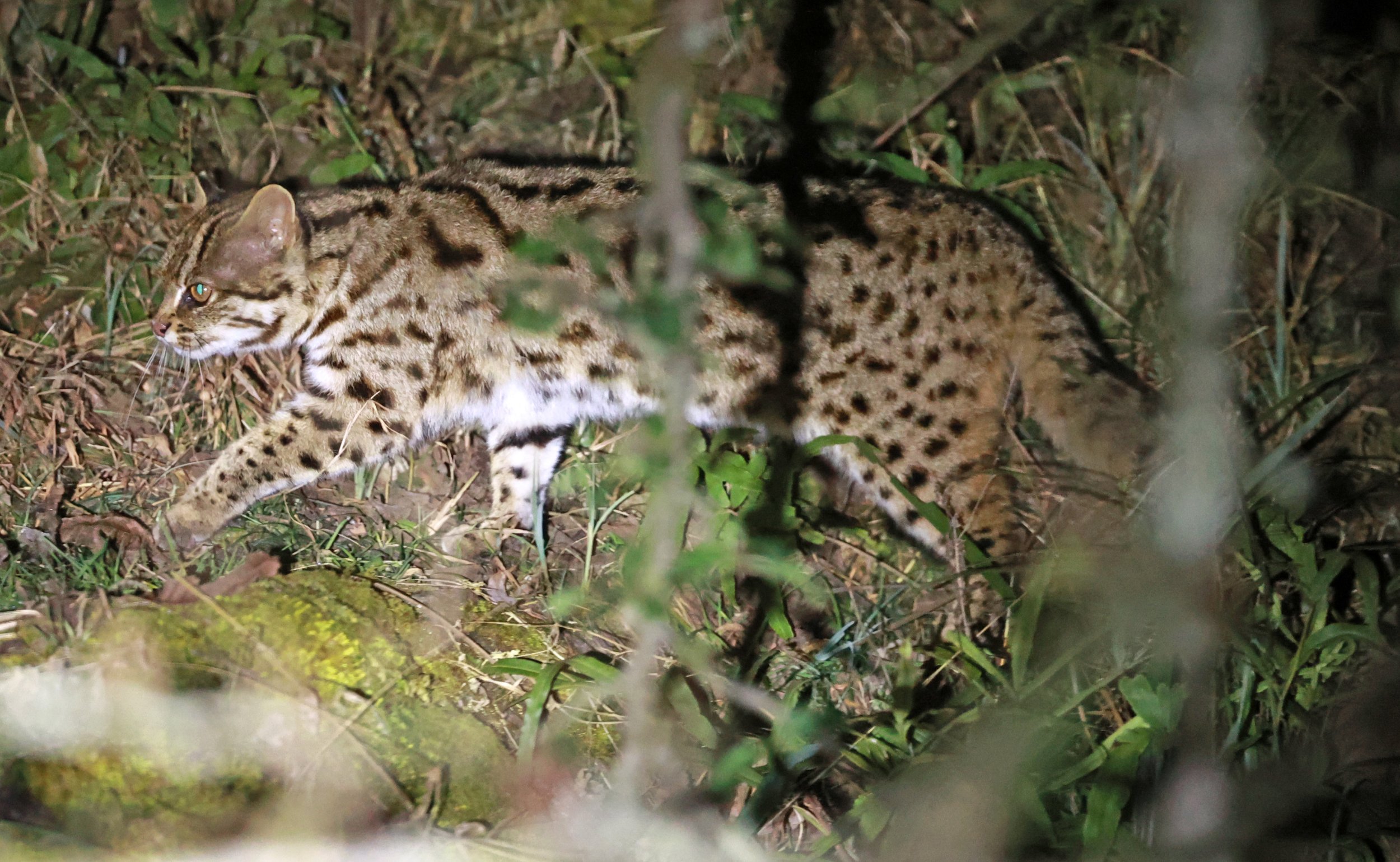 Mainland Leopard Cat (Prionailurus bengalensis) Tangjiahe National Nature Reserve, Sichuan China (29).jpg