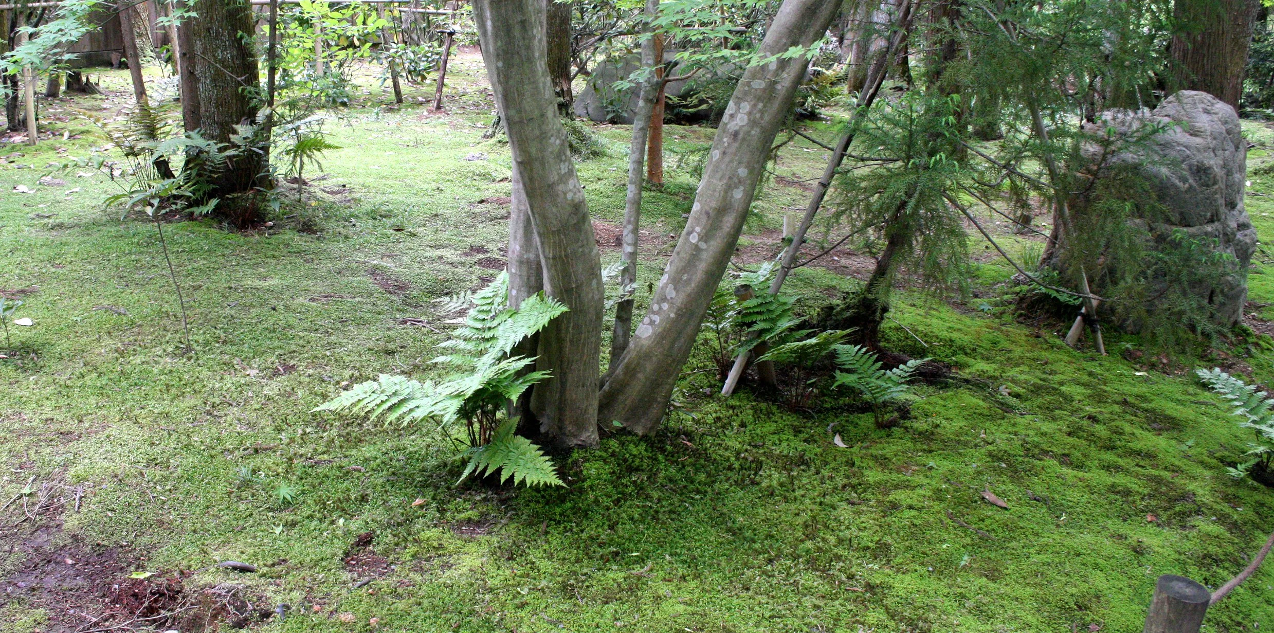 KYOTO - MAY 2009 - RYOANJI MOSS GARDENS (2).JPG