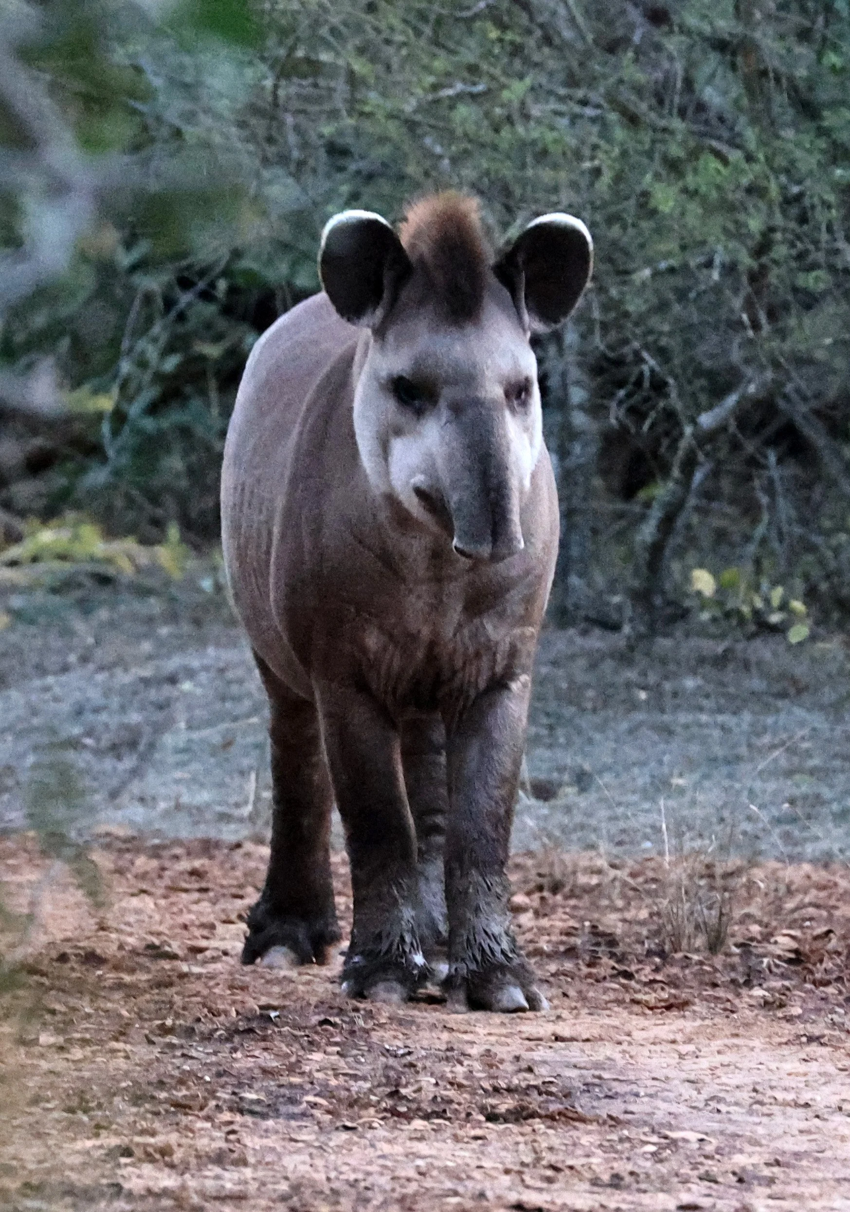 South American Tapir (Tapirus terrestris) Parque Nacional Teniente Agripino Enciso (8).jpg