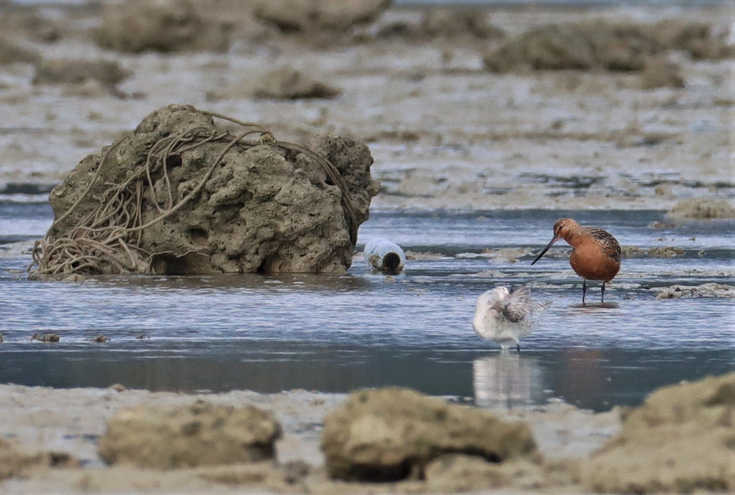 GODWIT - BAR-TAILED GODWIT - Limosa lapponica - LAEM PAKARAM PHANG NGA PROVINCE (12).jpg
