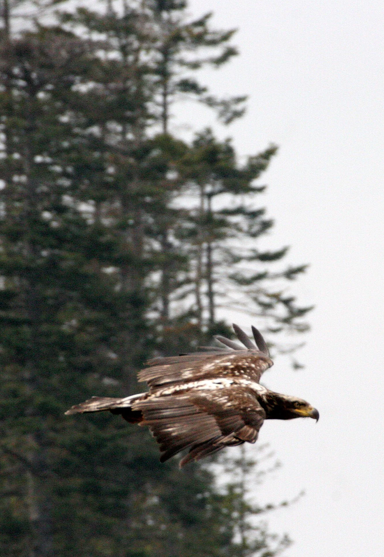 Haliaeetus leucocephalus - AMERICAN BALD EAGLE - IMMATURE WITH MATURE - LAKE FARM BLUFFS (18).JPG