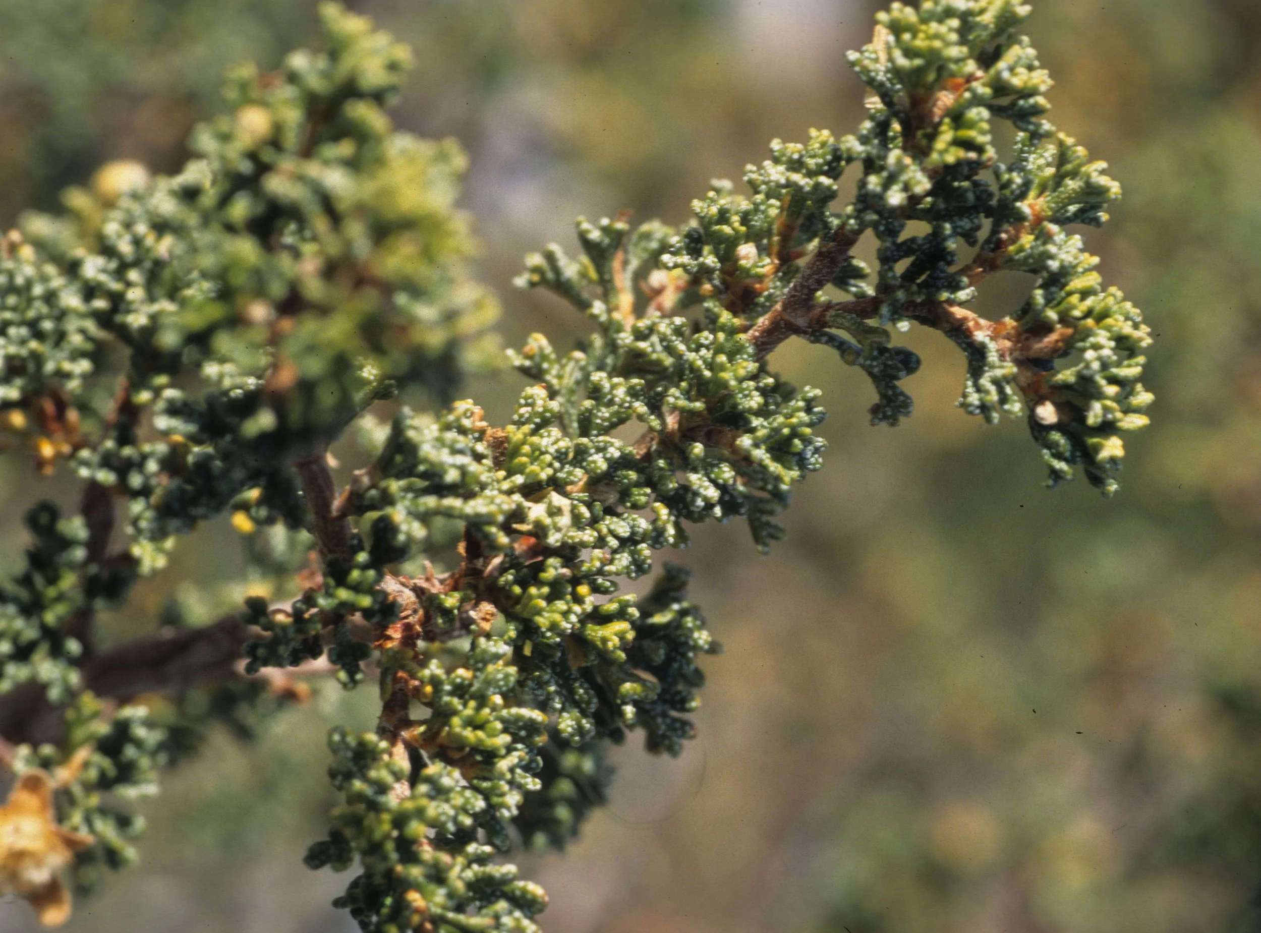 ARIZONA - GRAND CANYON - SOUTH RIM VIEW -  PURSHIA SPECIES.jpg