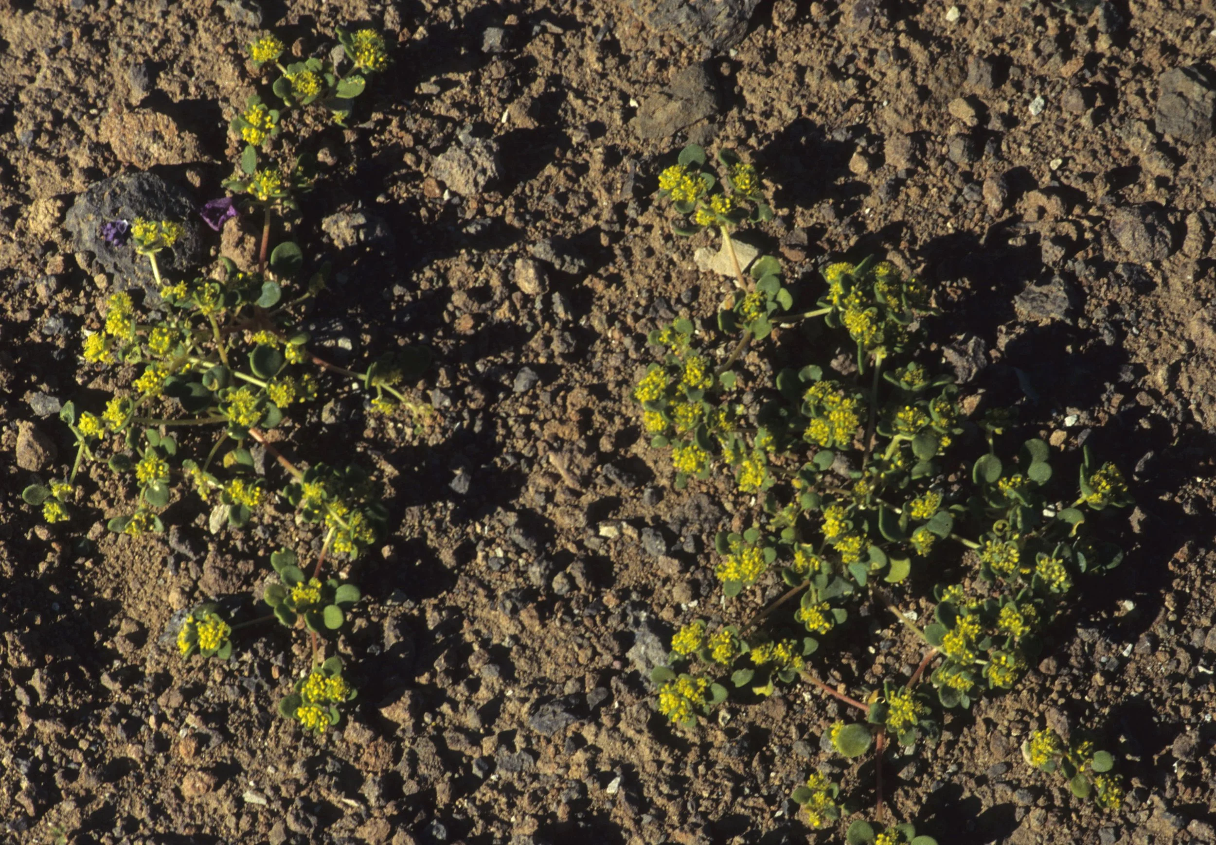 DEATH VALLEY - GILMANIA LUTEOLA - GOLD CARPET A.jpg