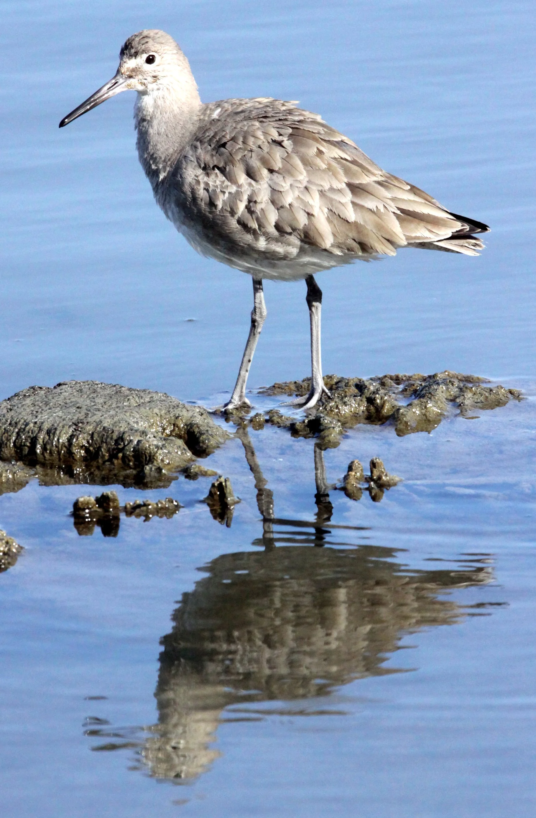 BIRD - WILLET - ARCATA MARSH CALIFORNIA (13).JPG