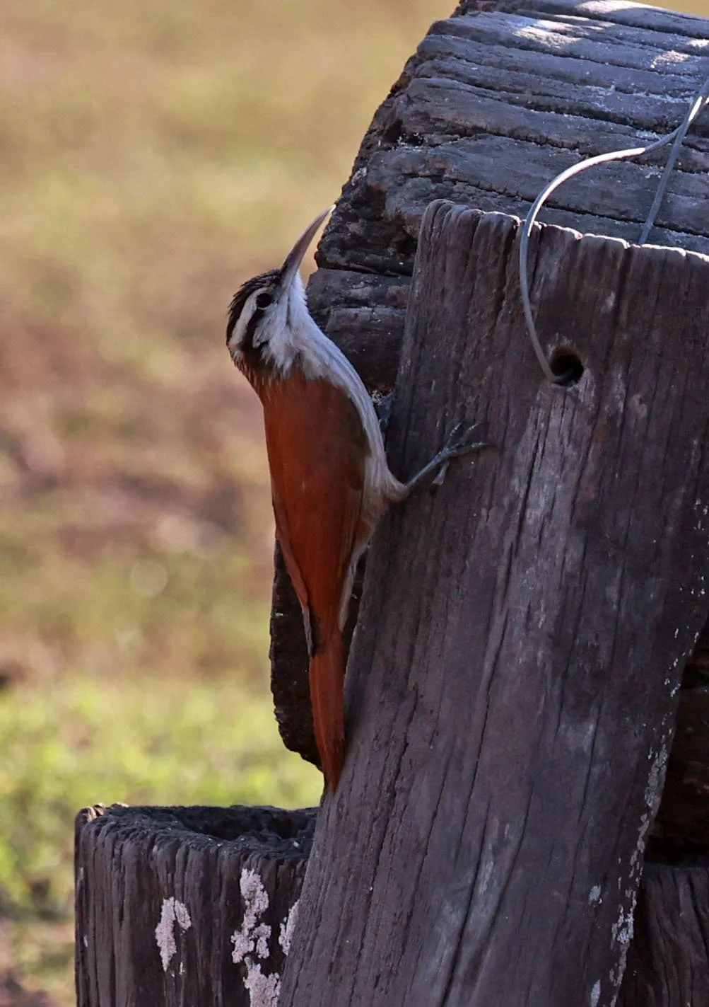 Woodcreeper - Narrow-billed Woodcreeper - Lepidocolaptes angustirostris - Pousada Aguape - Fazenda São José Zona Rural, Aquidauana, Mato Grosso do Sul, Brazil (5).jpg