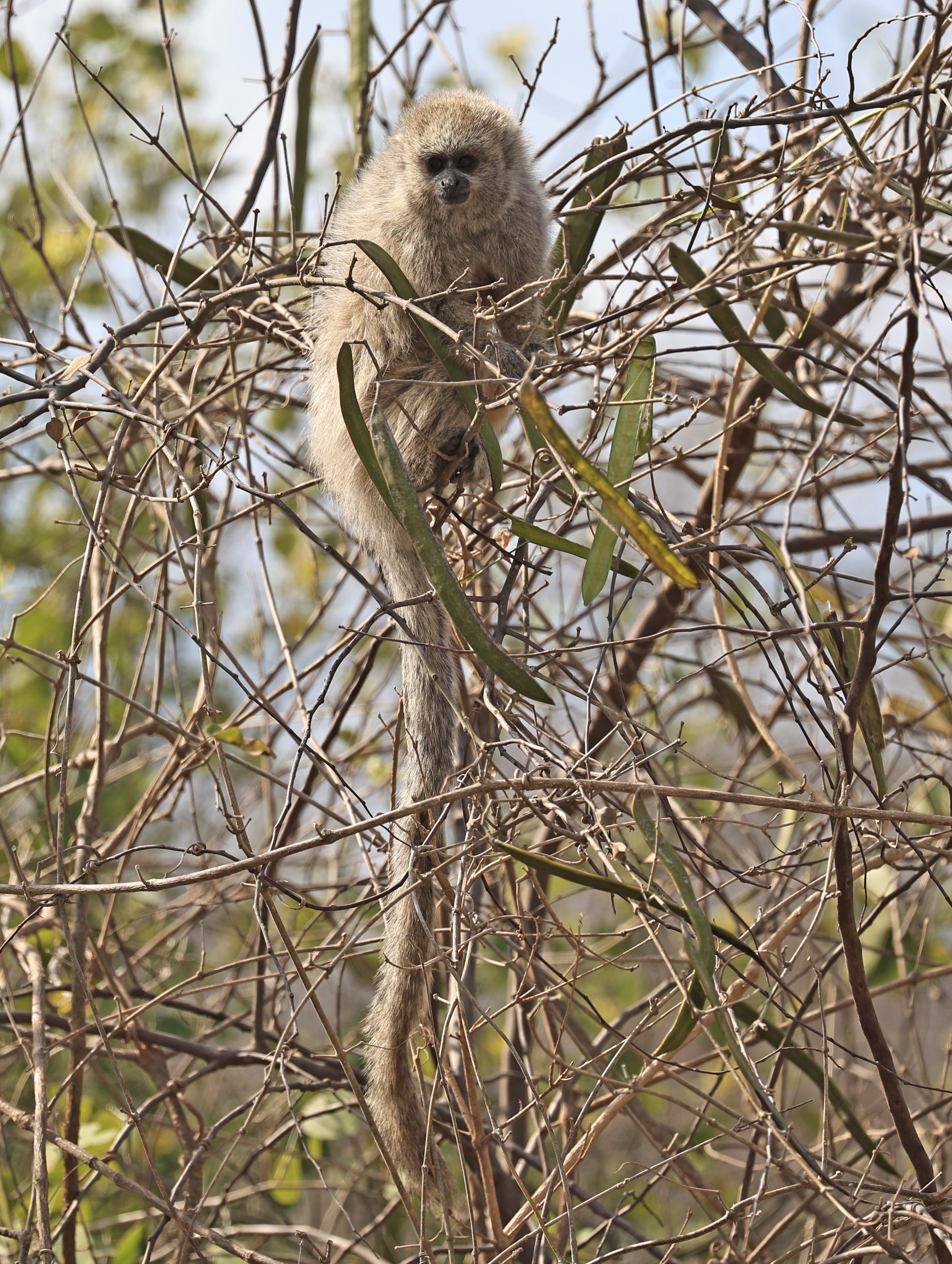 Chacoan Titi (Plecturocebus pallescens) Agua Dulce Paraguay (23).jpg