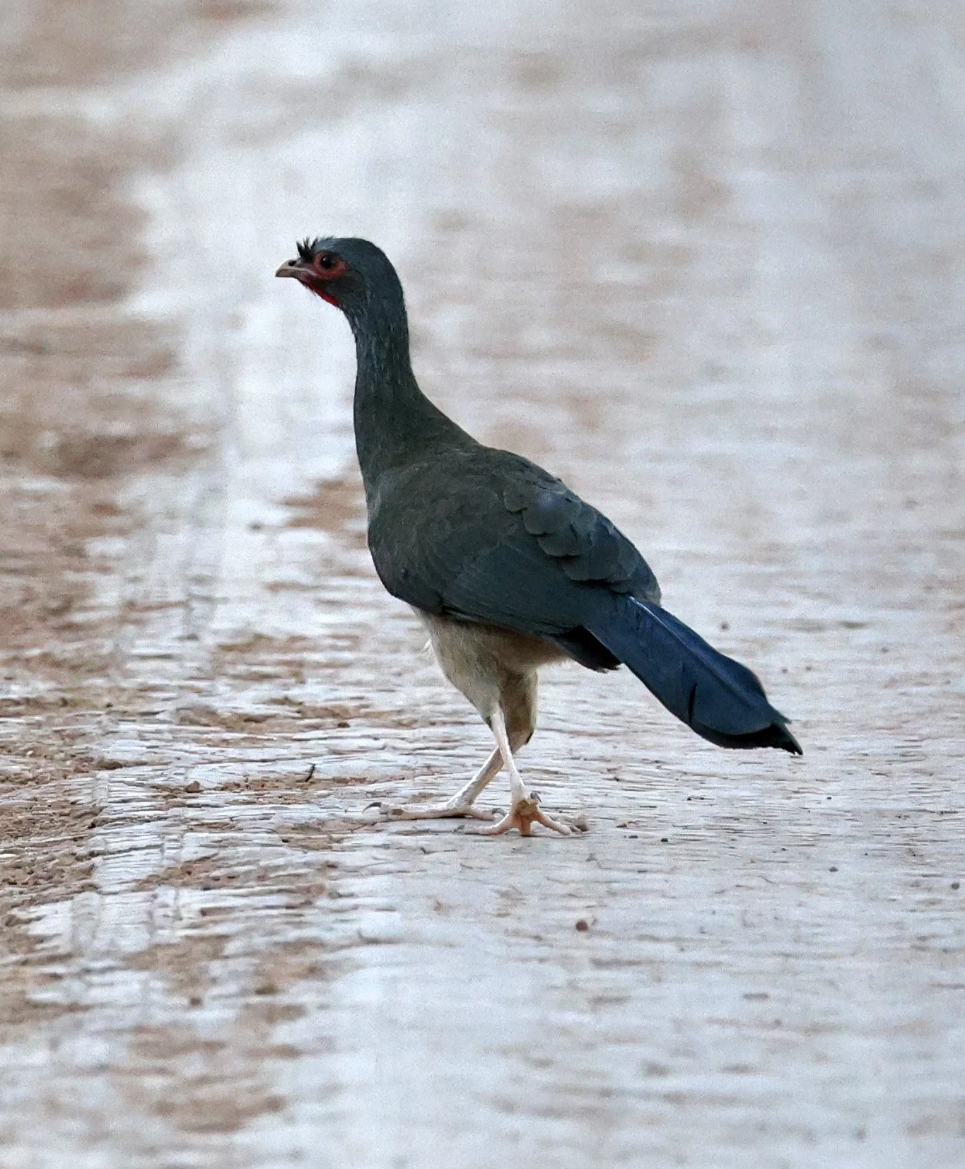 Chaco chachalaca (Ortalis canicollis) Agua Dulce Paraguay (3).jpg