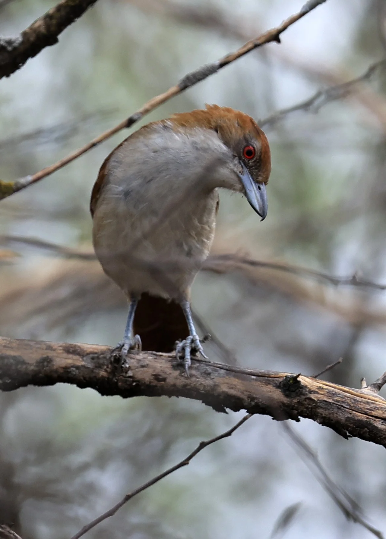Great Antshrike (Taraba major) Campo-i.jpg