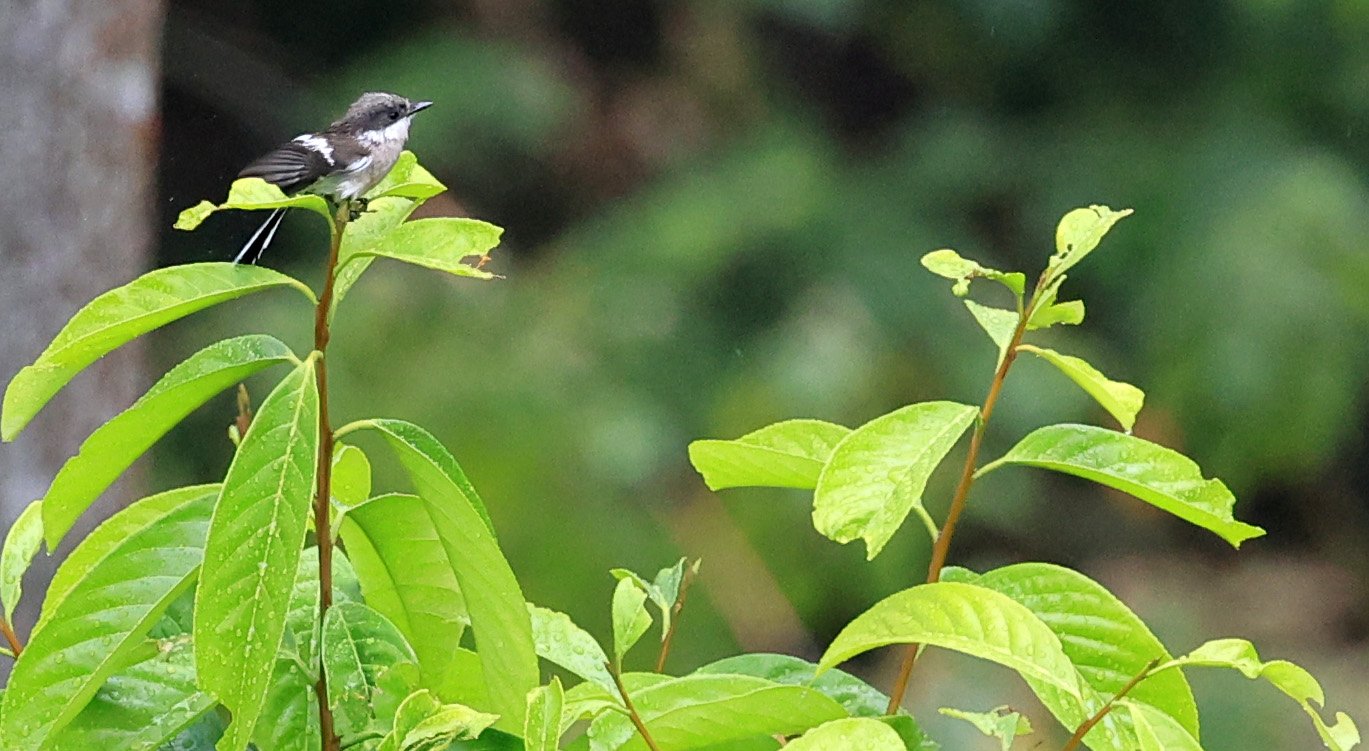 Bar-winged Flycatcher-shrike (Hemipus picatus) Khao Yai National Park Feb 2026 Day 2 (6).jpg