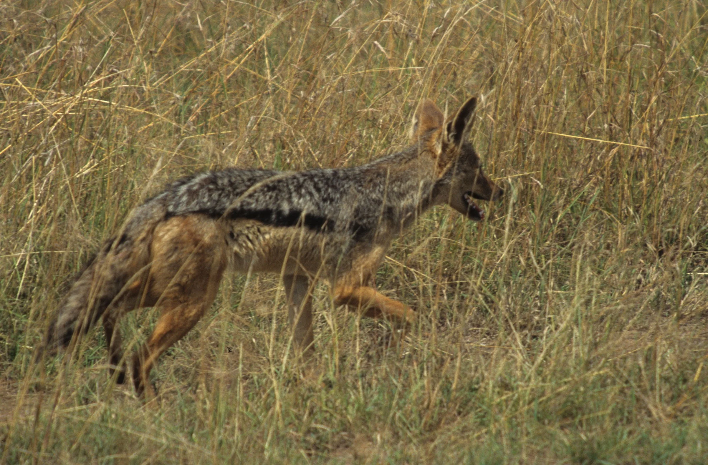 CANID - JACKEL - BLACKBACKED - SERENGETI (5).jpg