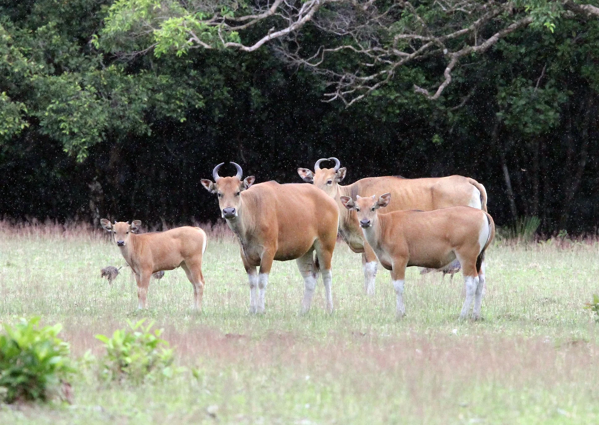 BANTENG - JAVA BANTENG - Bos javanicus javanicus - UJUNG KULON NATIONAL PARK JAVA BARAT INDONESIA (50).JPG