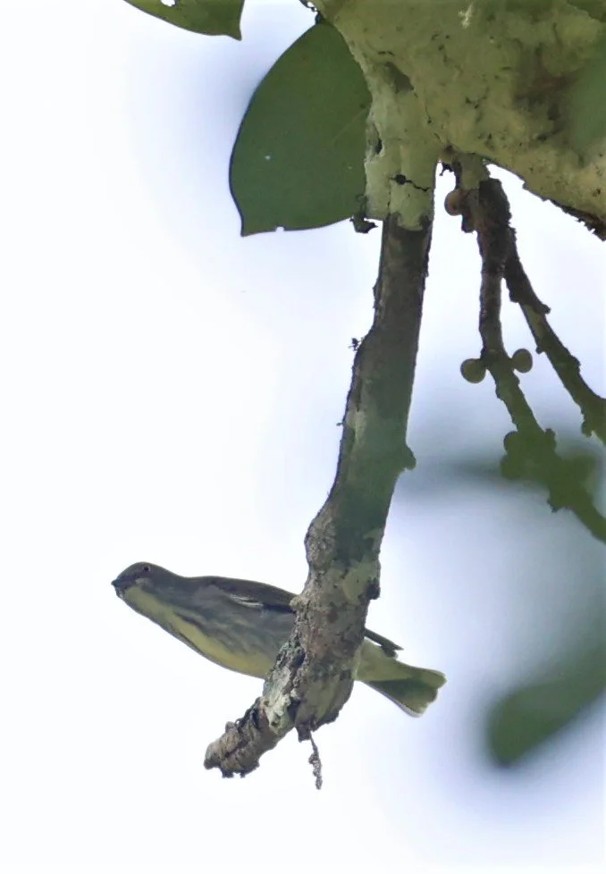 FLOWERPECKER - THICK-BILLED FLOWERPECKER - Dicaeum agile -  KAENG KRACHAN  (6).jpg