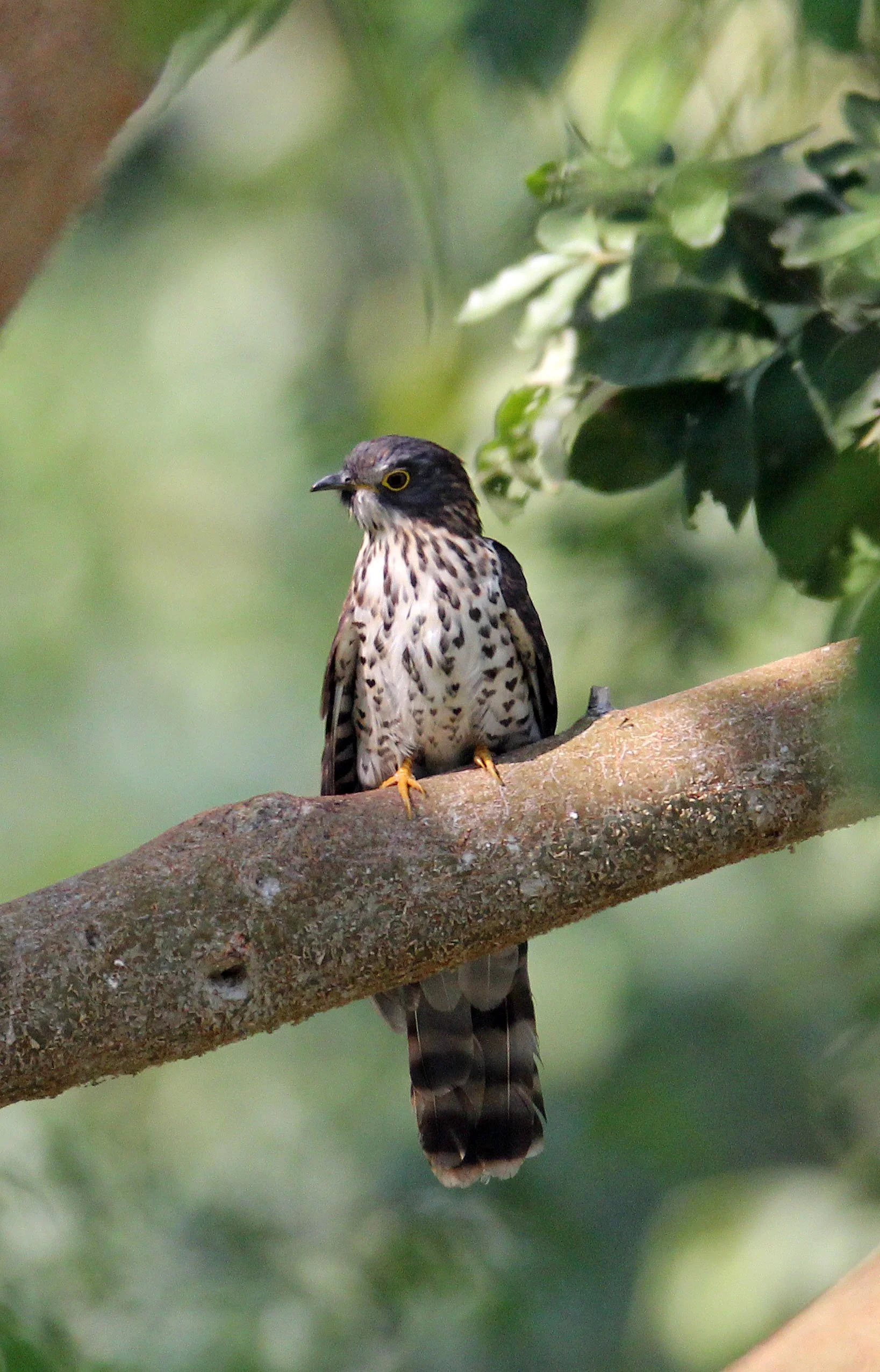 Large Hawk-cuckoo (Hierococcyx sparveroides) Huai Kha Khaeng NWR Thailand (13).JPG