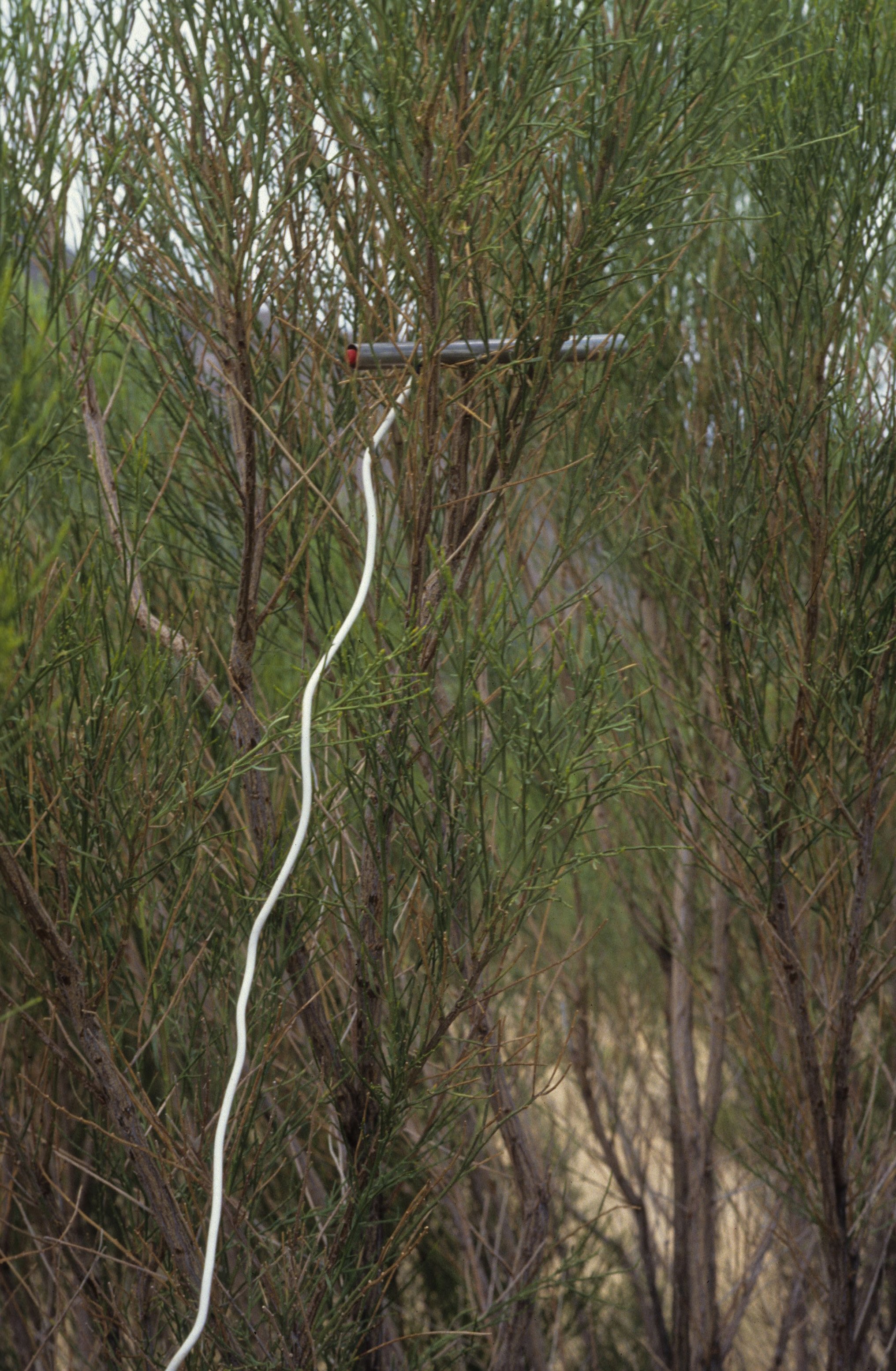 ARIZONA - MADERA CANYON - RESEARCH - DATA COLLECTION WW.jpg