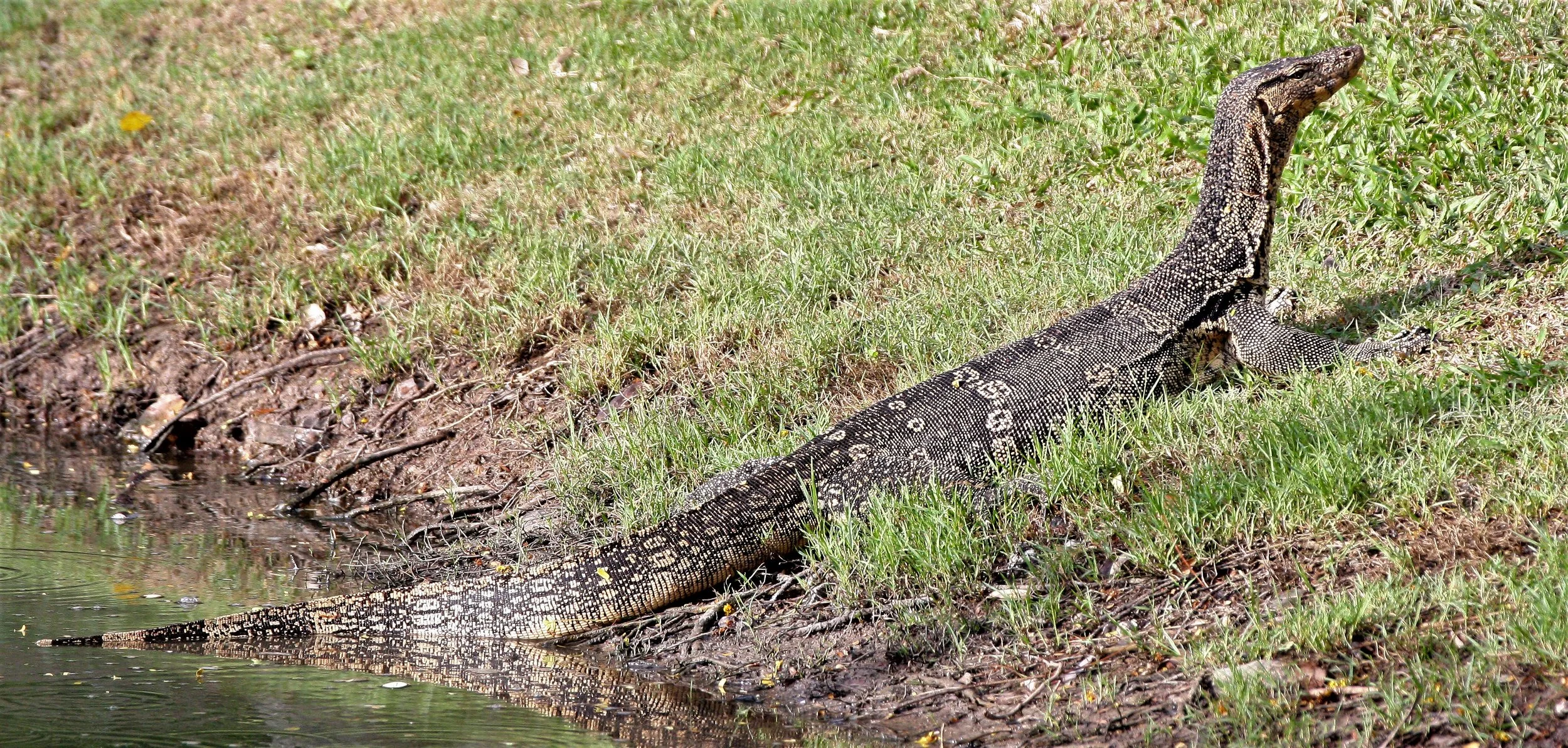 Varanus salvator macromaculatus - SOUTHEAST ASIAN WATER MONITOR LIZARD - LUMPINI PARK BANGKOK THAILAND (33).jpg