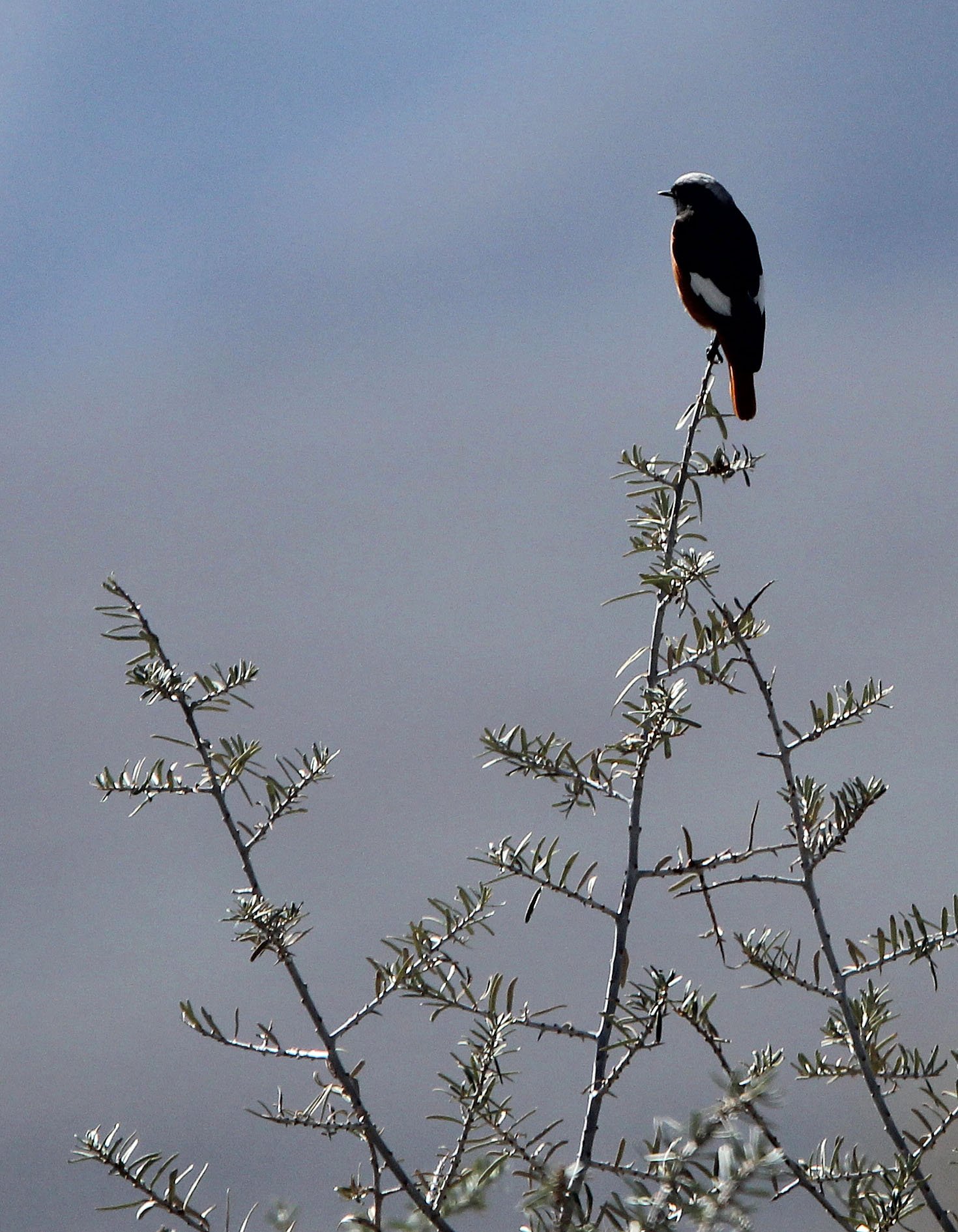 BIRD - REDSTART - WHITE-WINGED REDSTART - LEH - LADAKH INDIA - JAMMU & KASHMIR (1).JPG